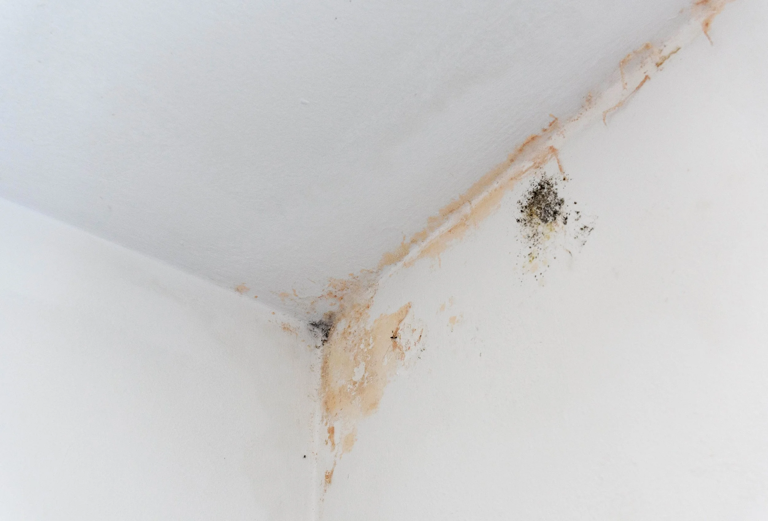 Health Risks of Mold in the Home: Signs, Symptoms &amp; Prevention Tips