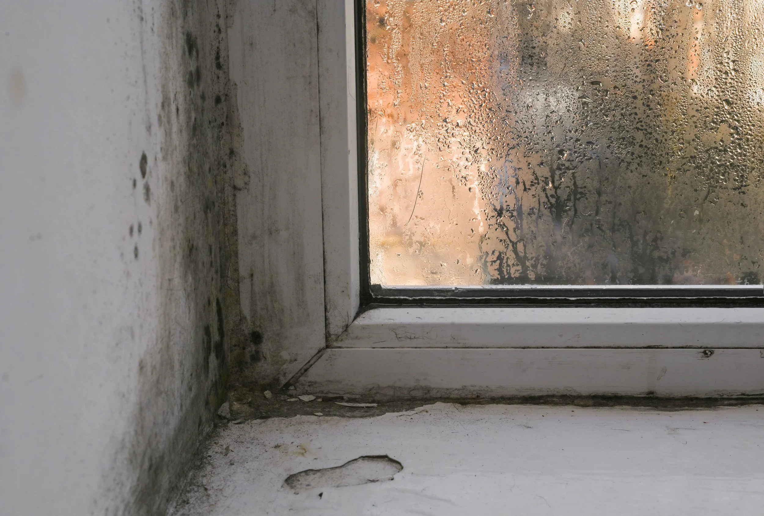 First Steps for Suspected Mold in Your Home: DIY Mold Testing &amp; Detection Guide