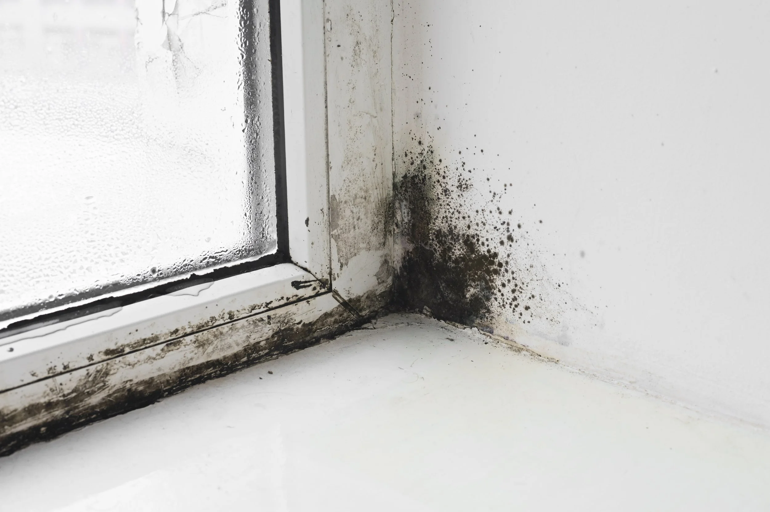 Understanding the Mold Remediation Process: Step-by-Step Guide For Homeowners