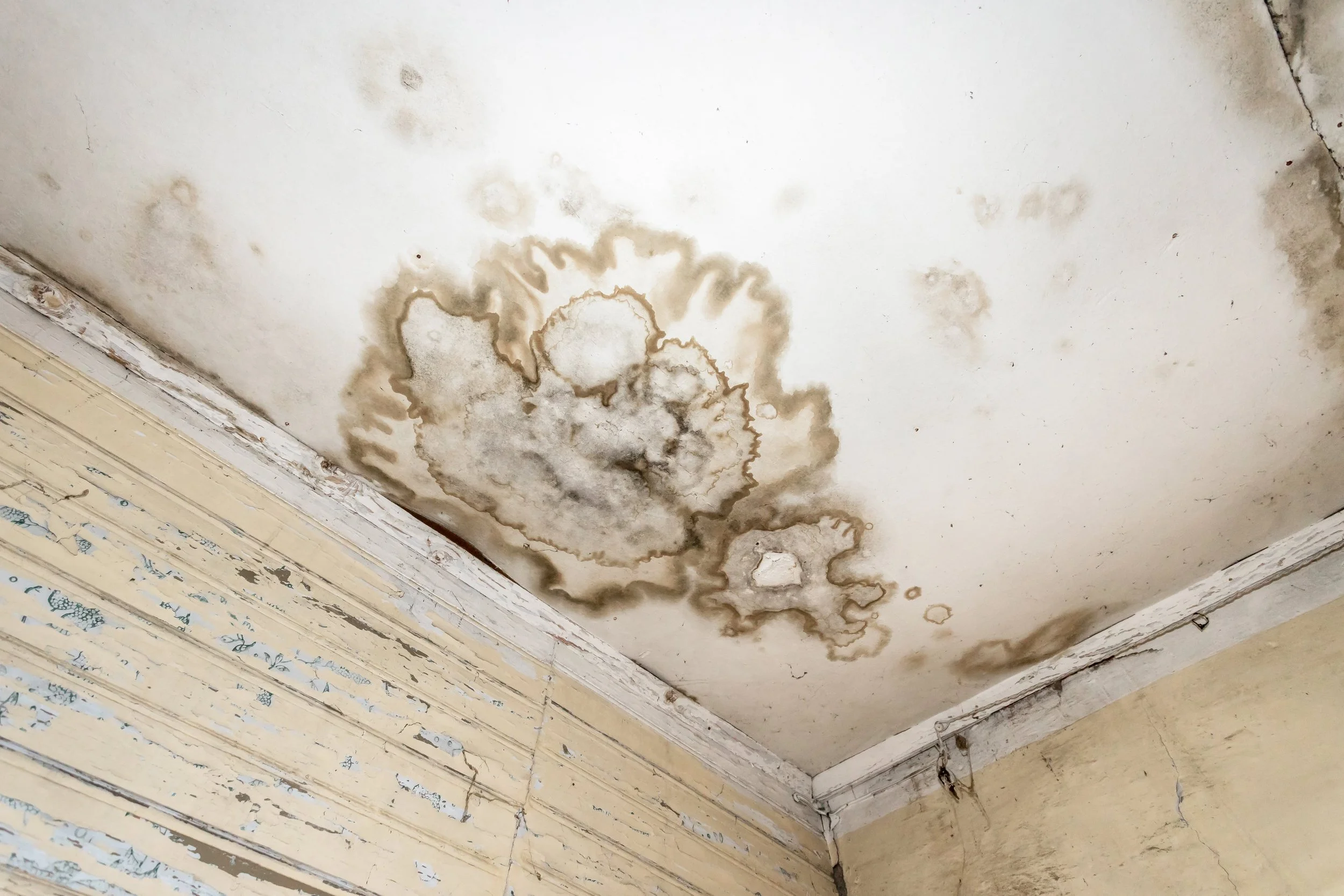 Does Vinegar Kill Mold? How to Clean Mold with White Distilled Vinegar