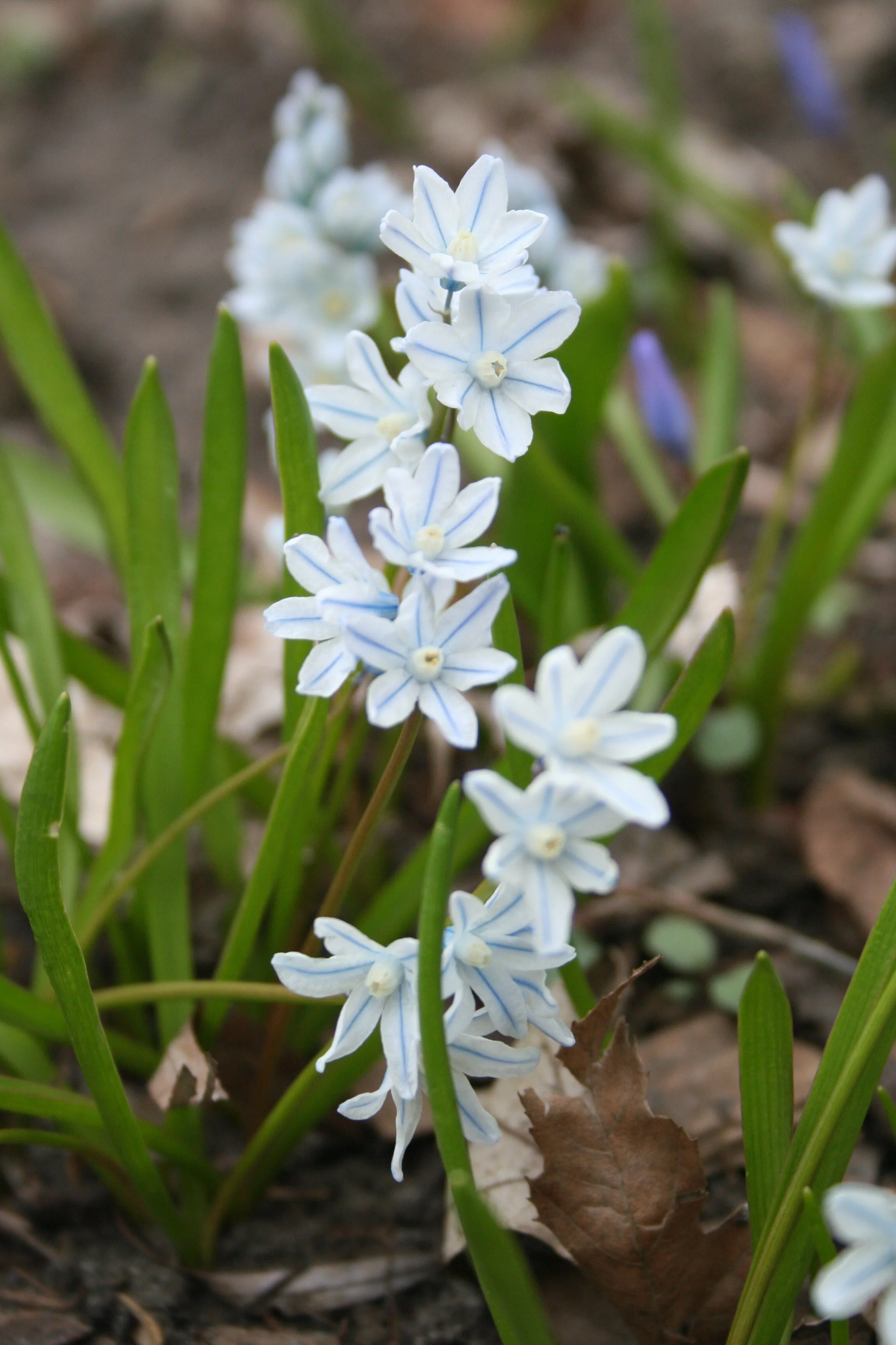 Spring Student Recital