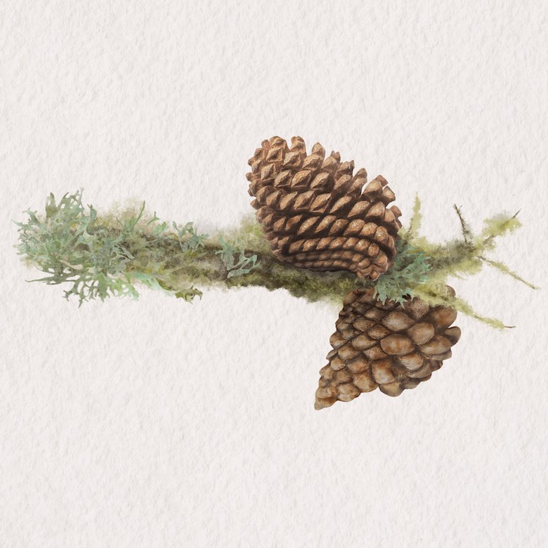 Pine cones small.jpg