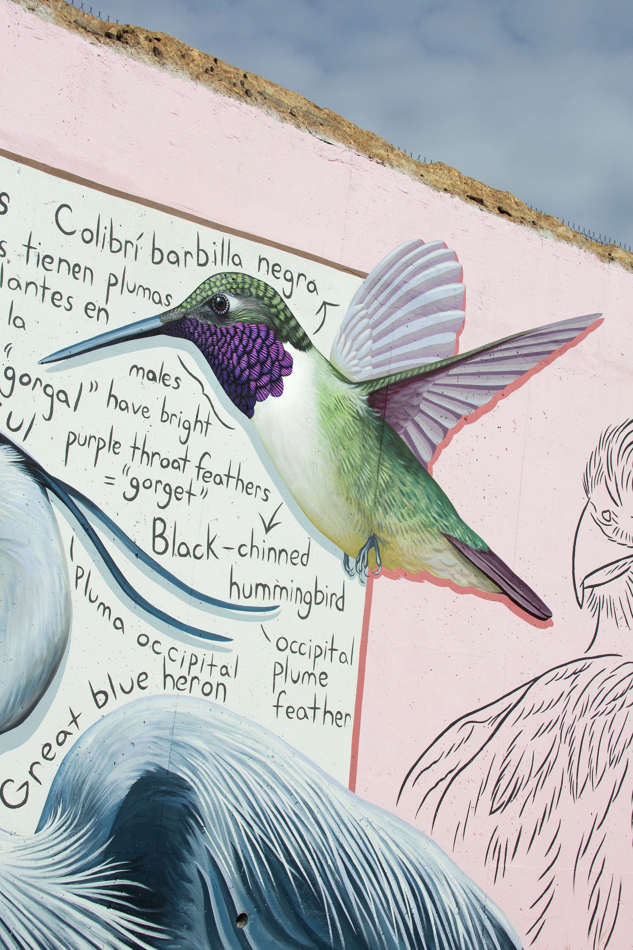 Catie Michel_Hummingbird 1.jpg
