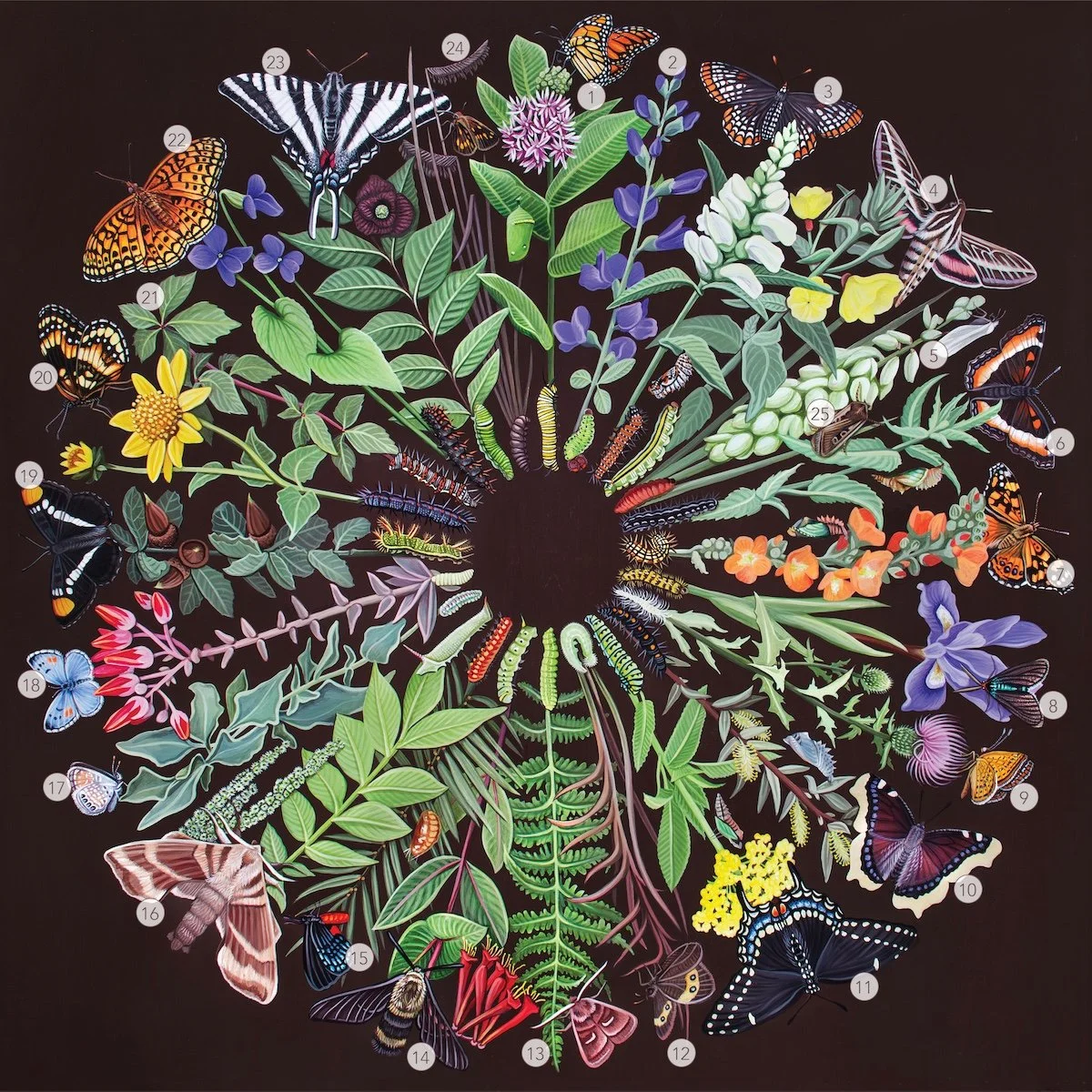 Species Key 1_website.jpg