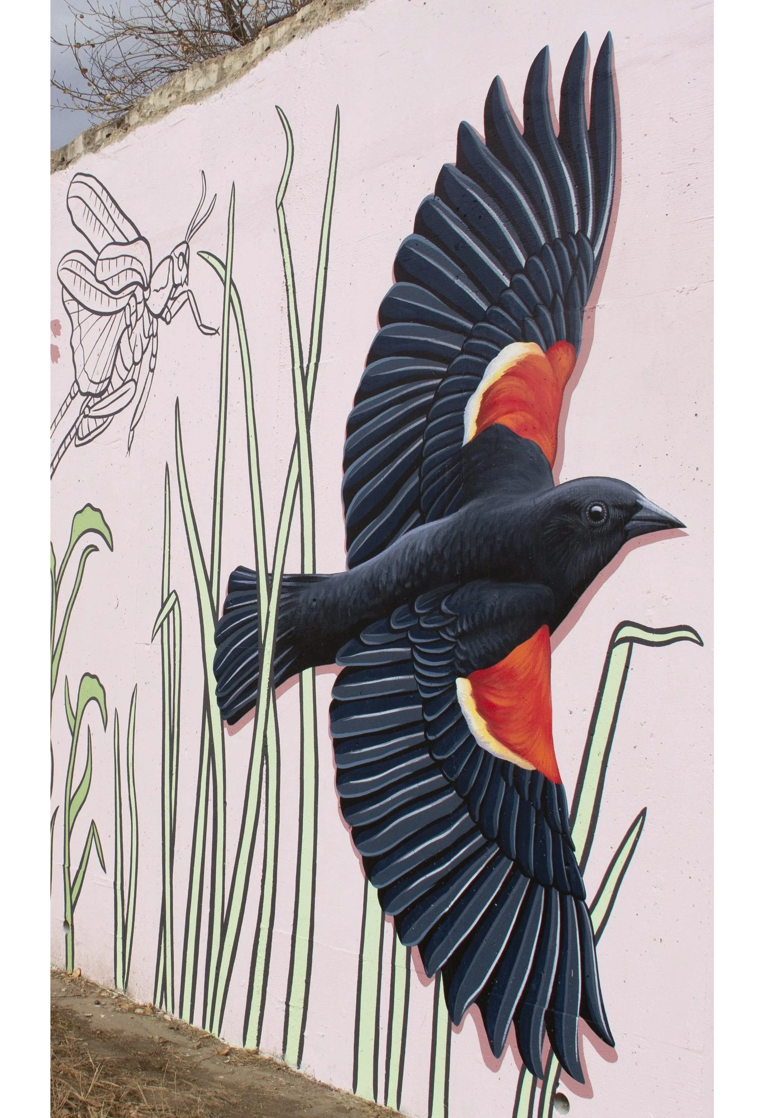 blackbird.jpg