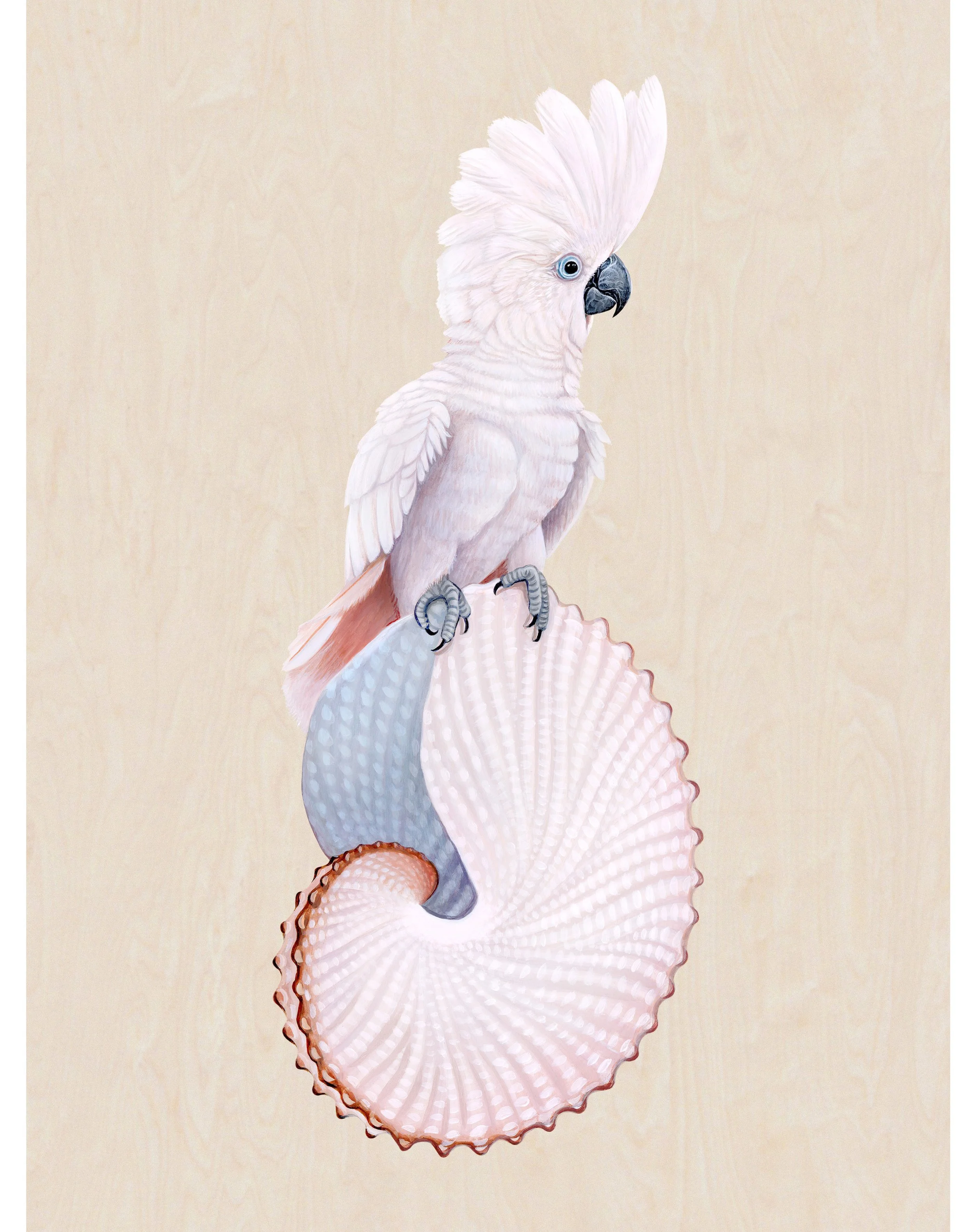 Paper nautilus_Umbrella cockatoo copy 2.jpg