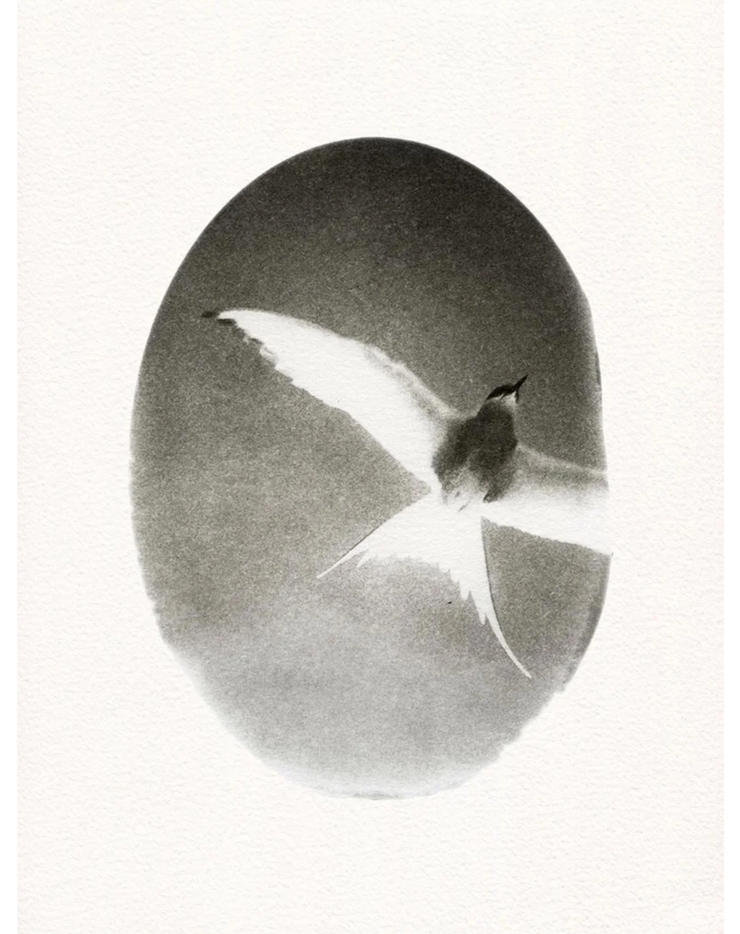 tern.jpg
