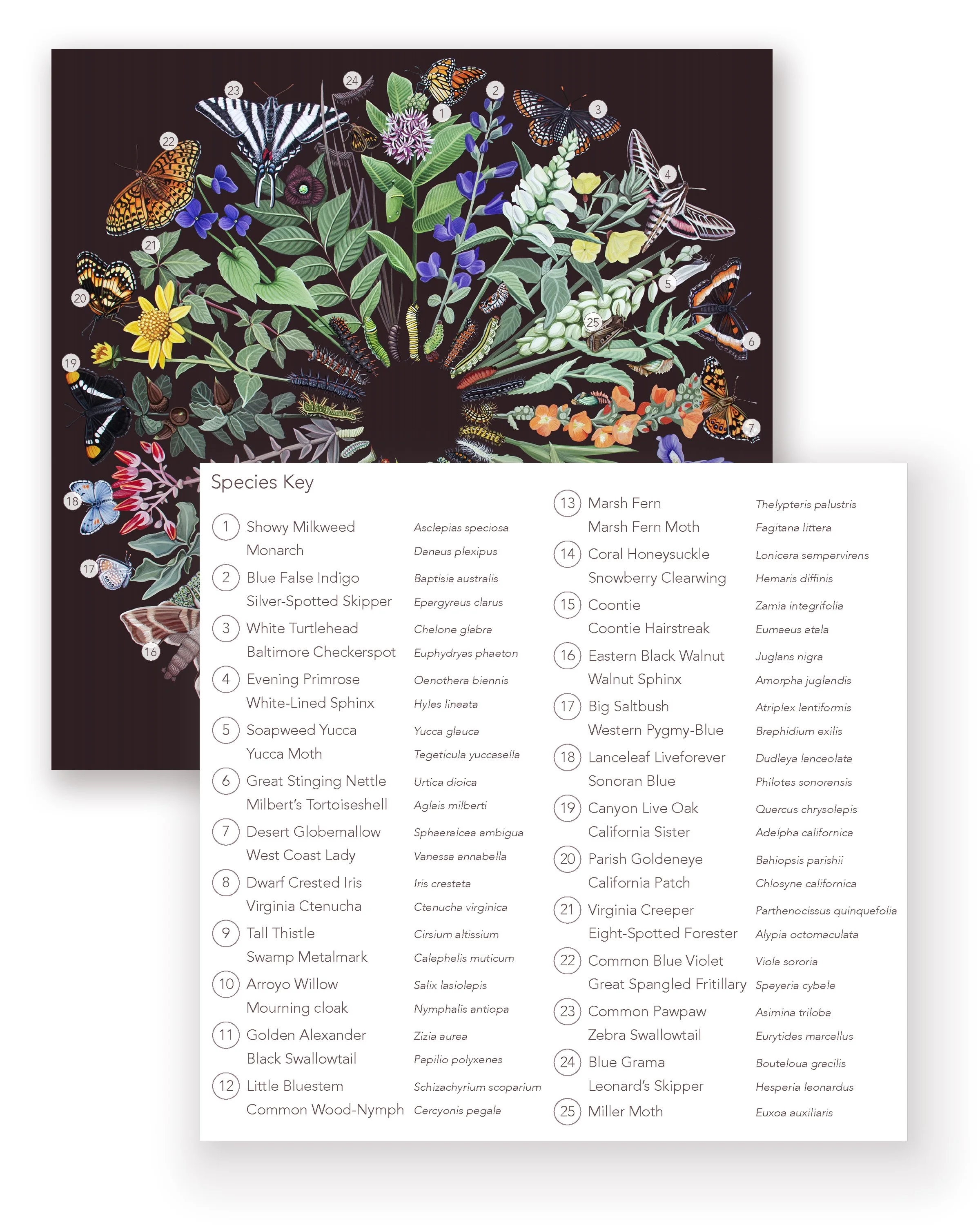 Species key card_Website.jpg