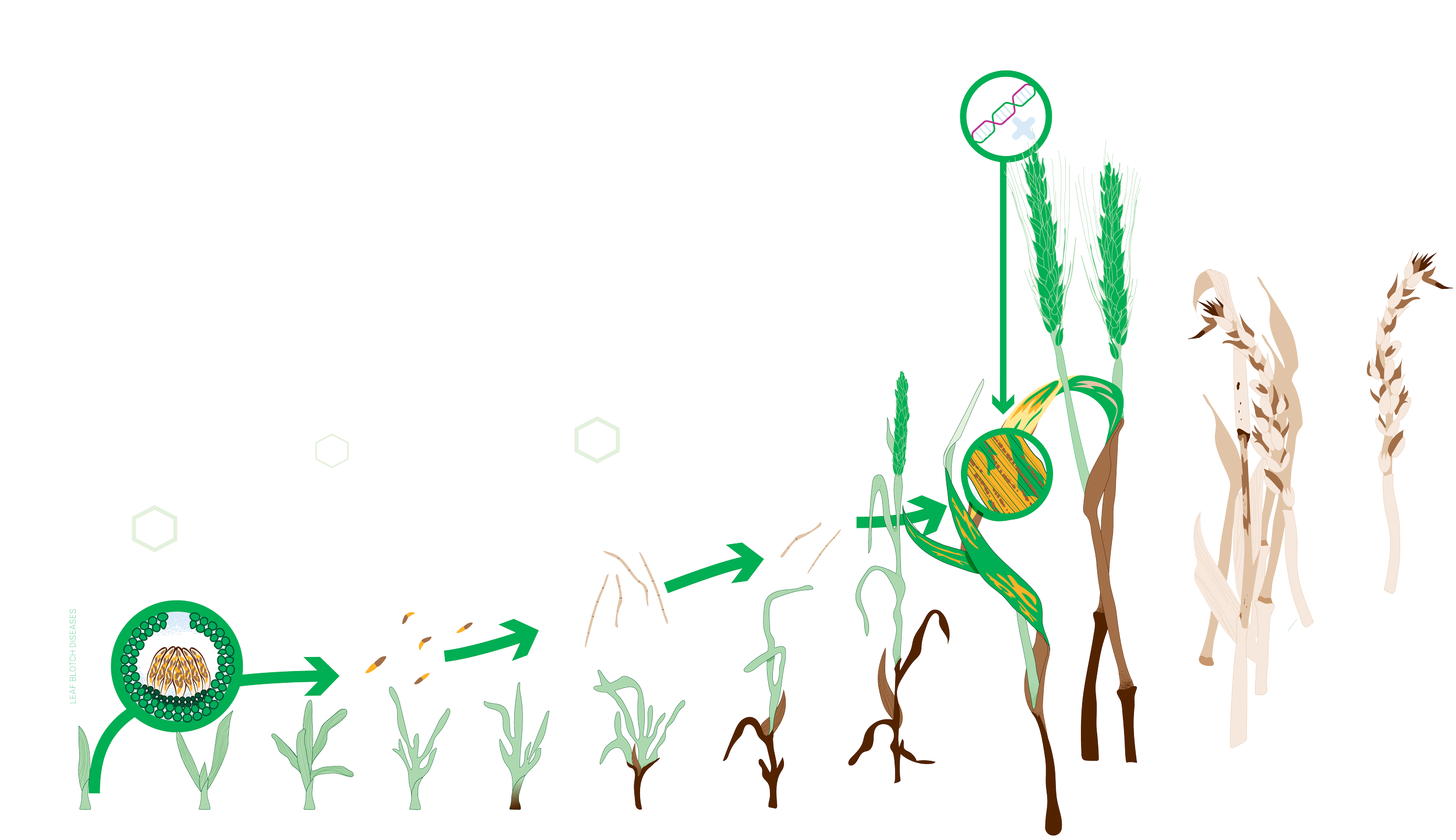 NSW DPIRD Growth Room Envirographics detail Minta Viski