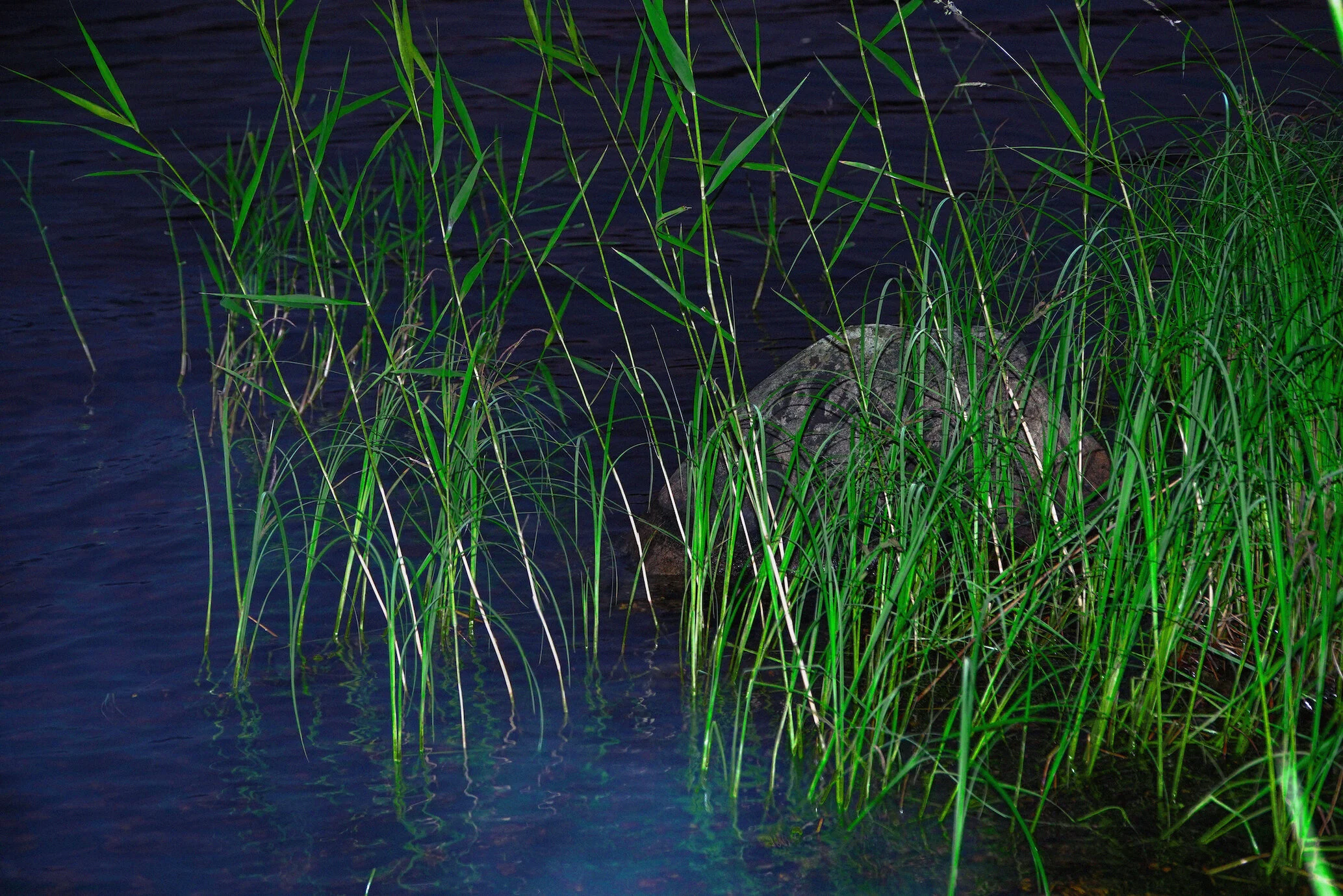 DSC08962ed small.jpg