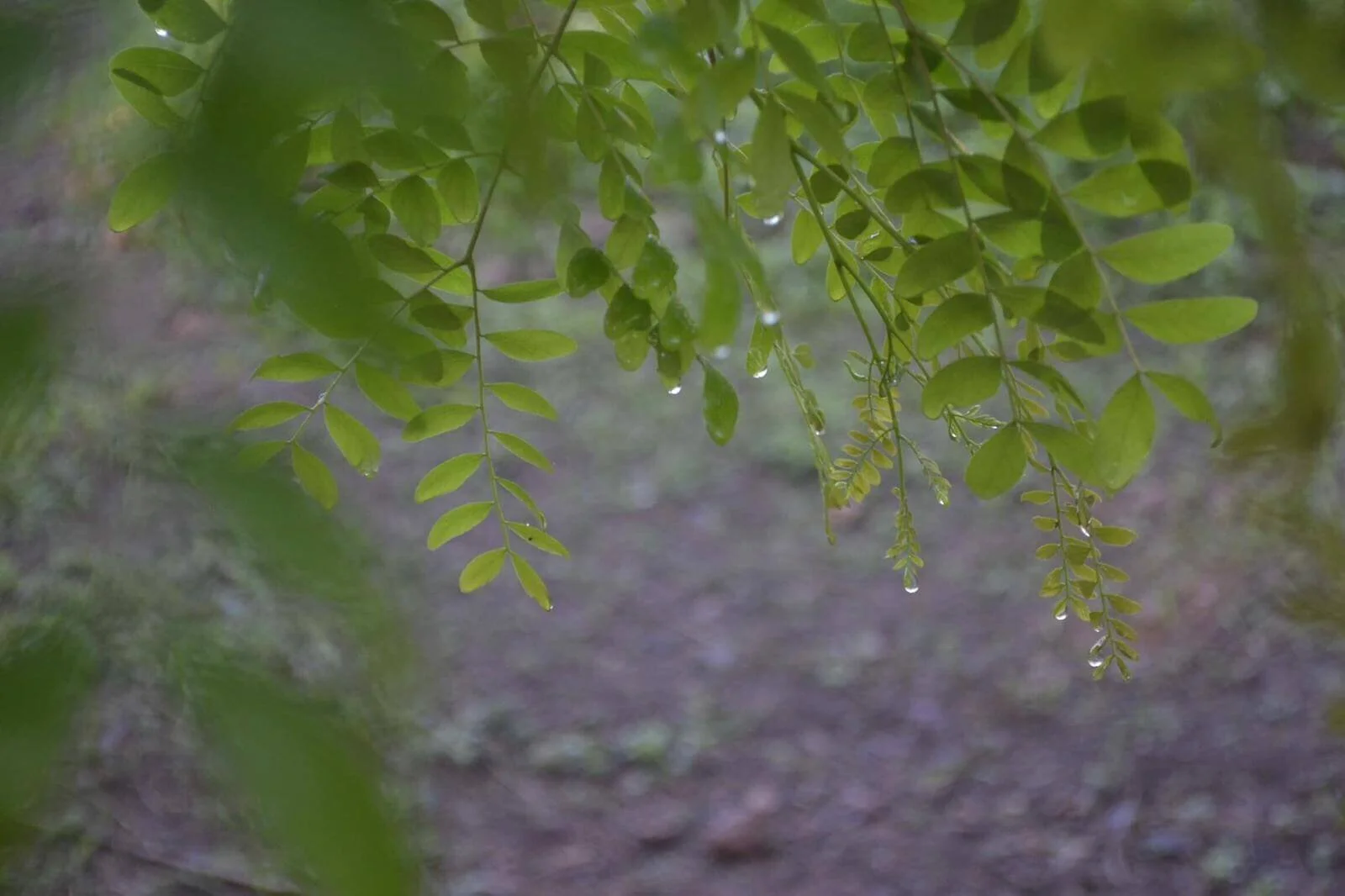 Read the Eurasia Summer 2019 Newsletter