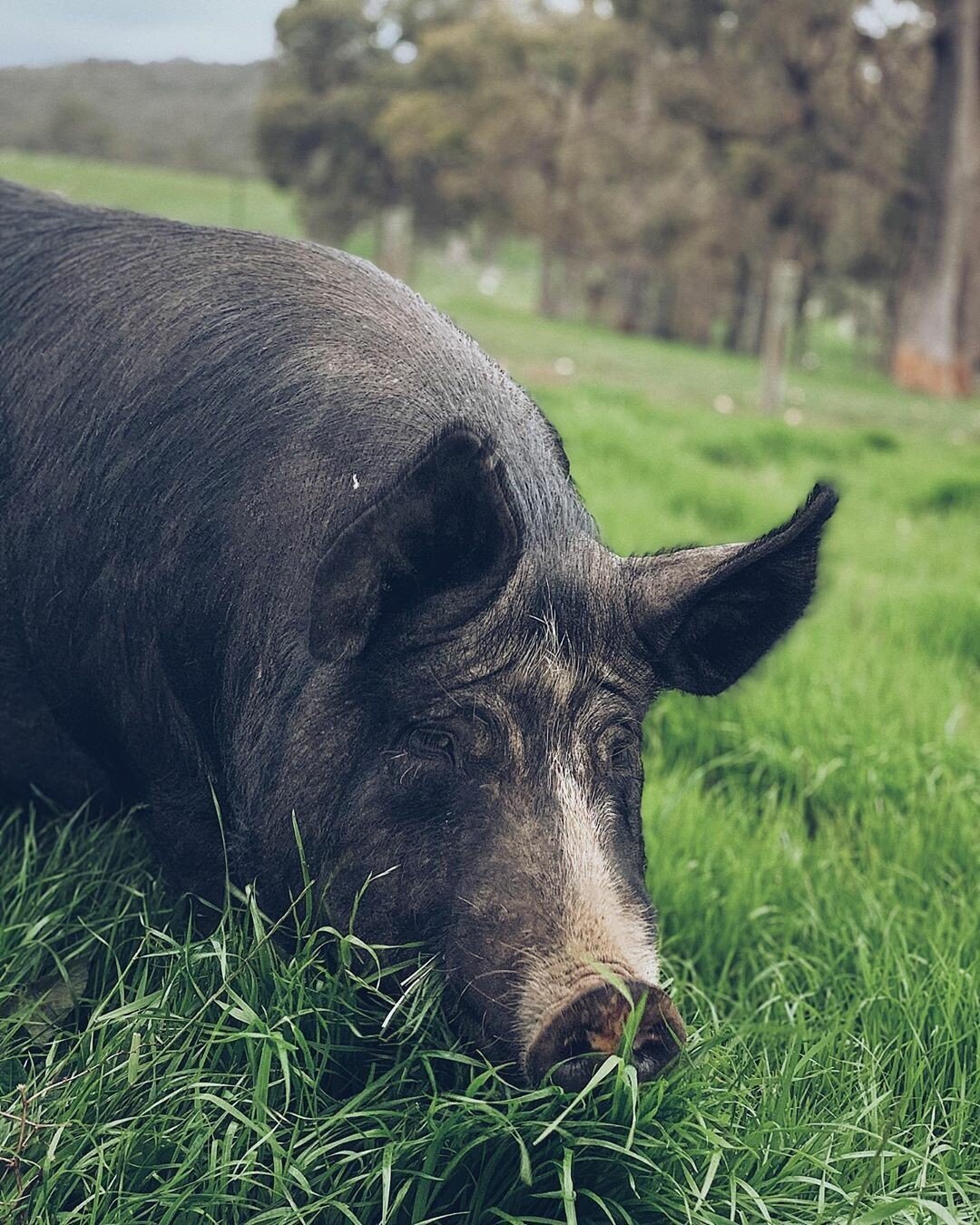 Oh hi Helga! @allingtonfamilyfarms tagged is this photo of a gorgeous gal and we had to share.

If you're lucky enough to be in WA, you can find their stall of fresh local produce at the @mtclaremontfarmersmarket every week! Which leads us to ask: wh