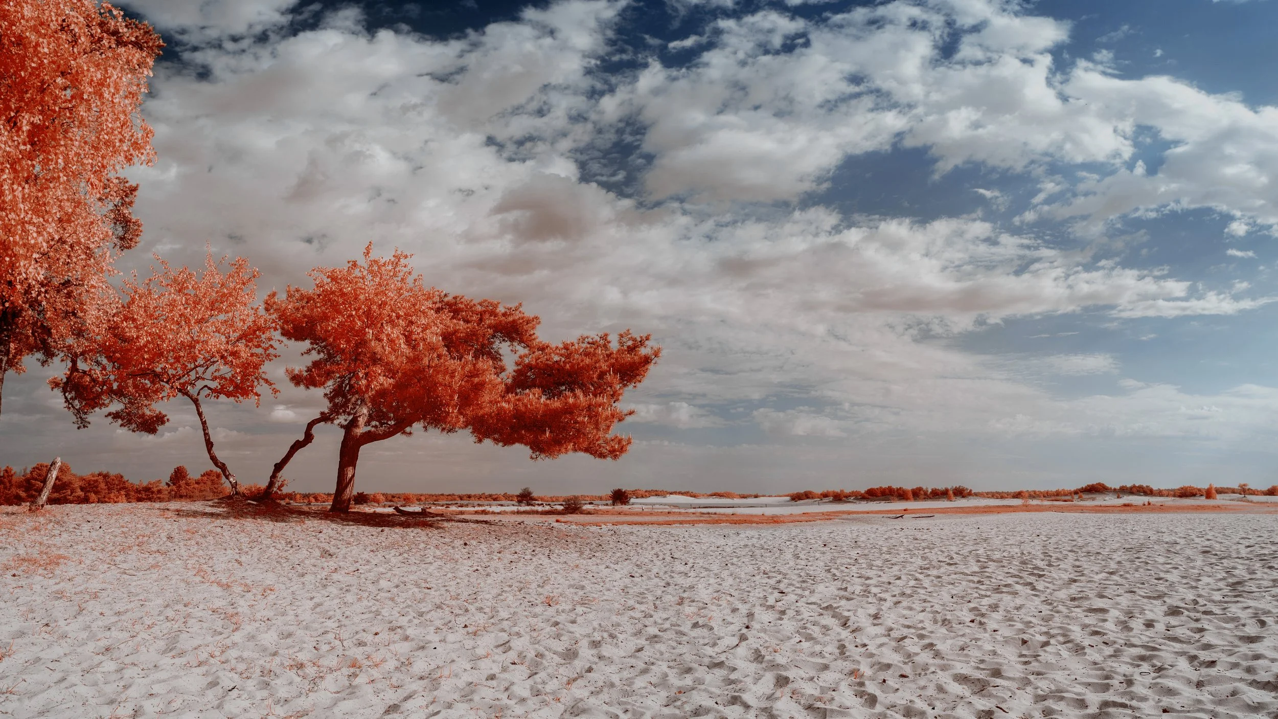 20250502 Infrarood Drunense Duinen_JorisBuijsFotografie_JBF9164-Pano.JPG