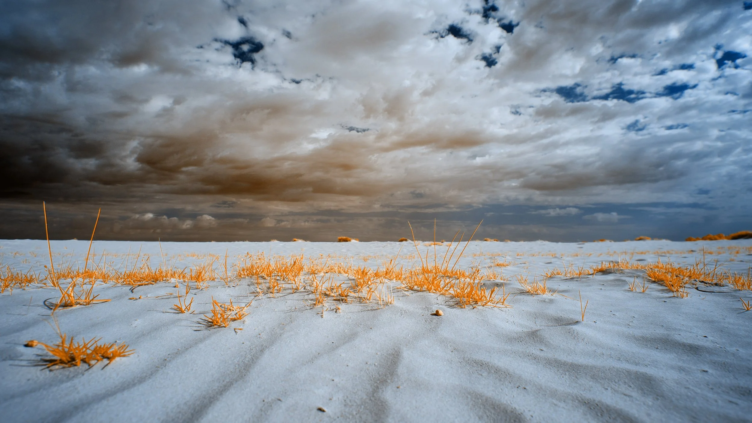 20250502 Infrarood Drunense Duinen_JorisBuijsFotografie_JBF9231.JPG