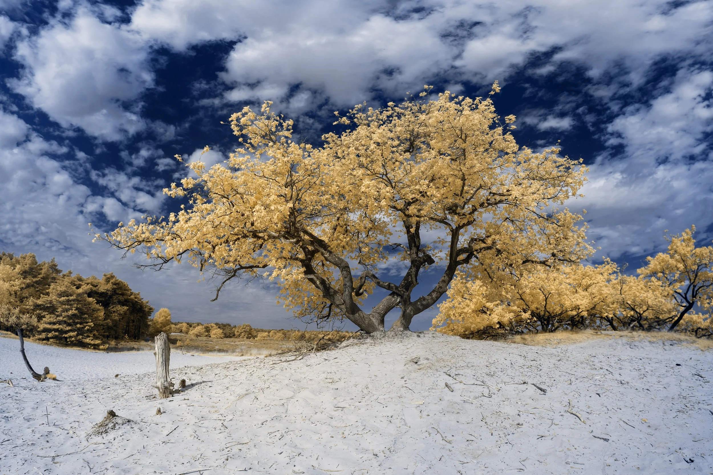 20250502 Infrarood Drunense Duinen_JorisBuijsFotografie_JBF9391-Pano.JPG