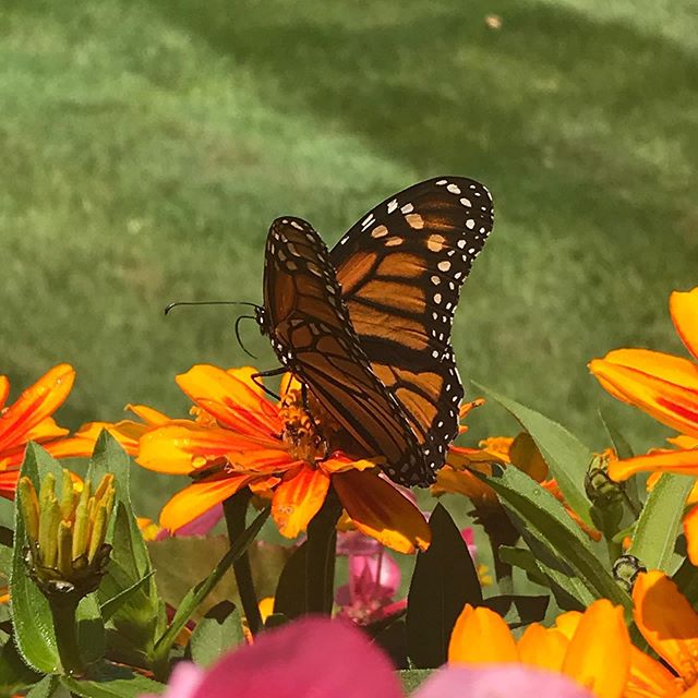 Butterfly, fly away..
.
.
#monarchs #savethepollinators #annuals #butterflies