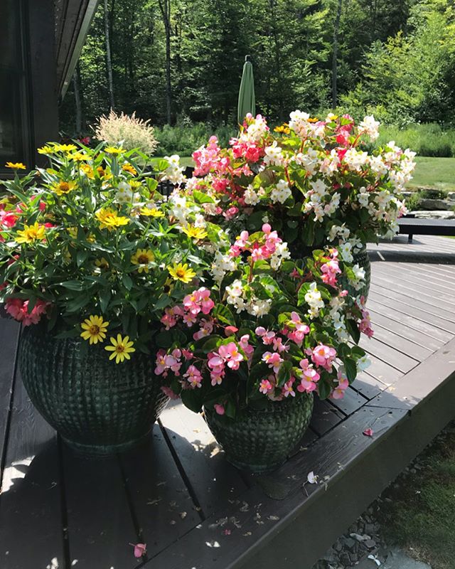 Full from all angles! 🌸🌼 I have grown to love wax begonias, we really get along! .
.

This property&rsquo;s annuals were installed by 3 of our guys, and they are doing amazing.
.
.
.
#annualplanters #pottedplants #waxbegonias #zinnias #guyswhogarde