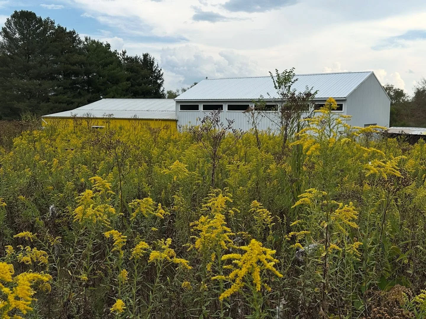 Goldenrod, Athens OH