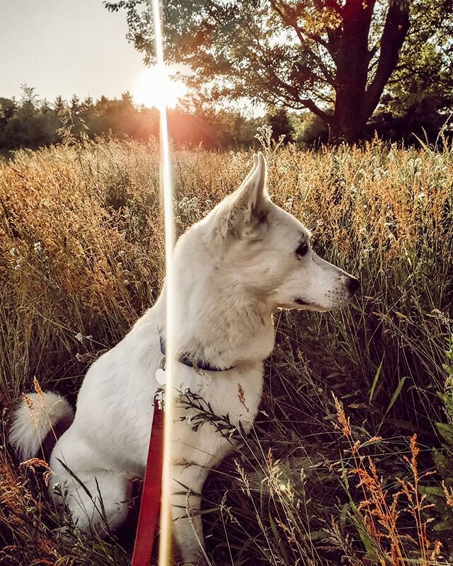 🐺🌙when you're majestic &amp; you know it🐺🌙 #storm⚡ #adopted @metrodetroitanimals #welcomehome #whitegermanshepard