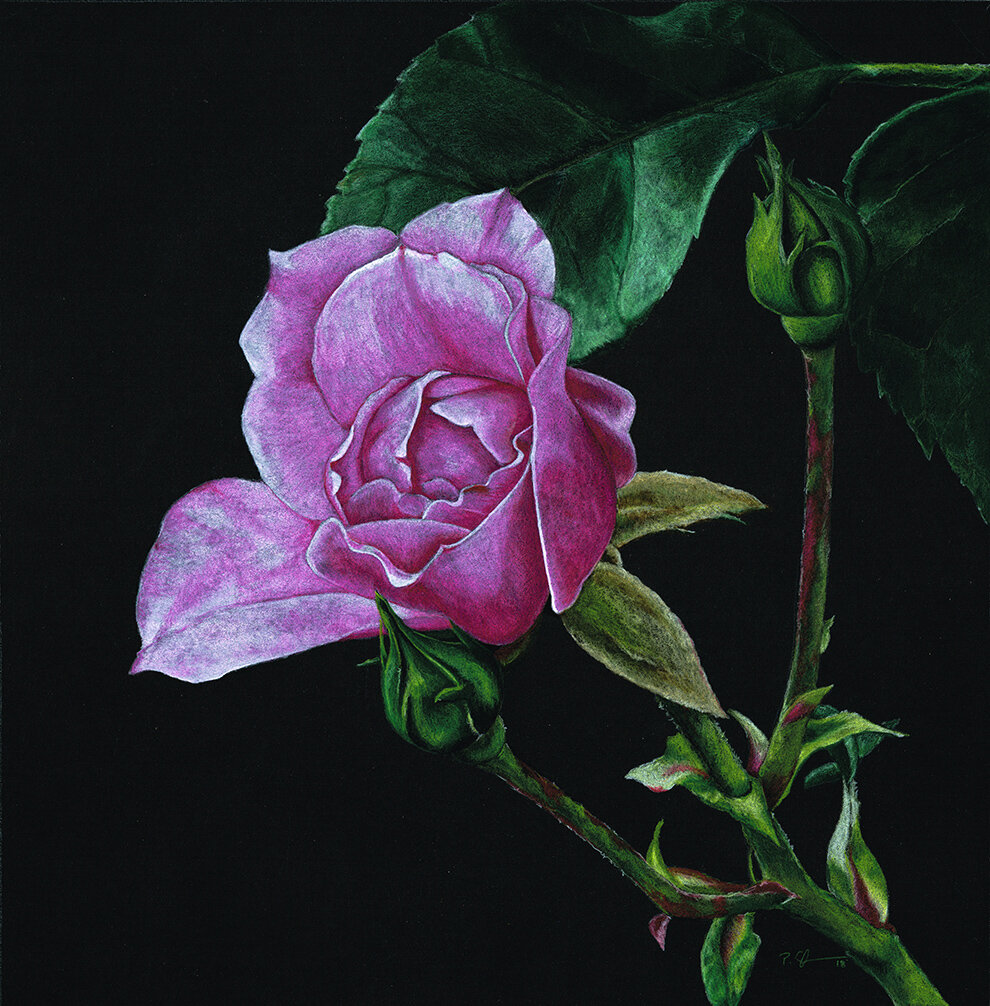 Botanical Pink Rose-LR.jpg