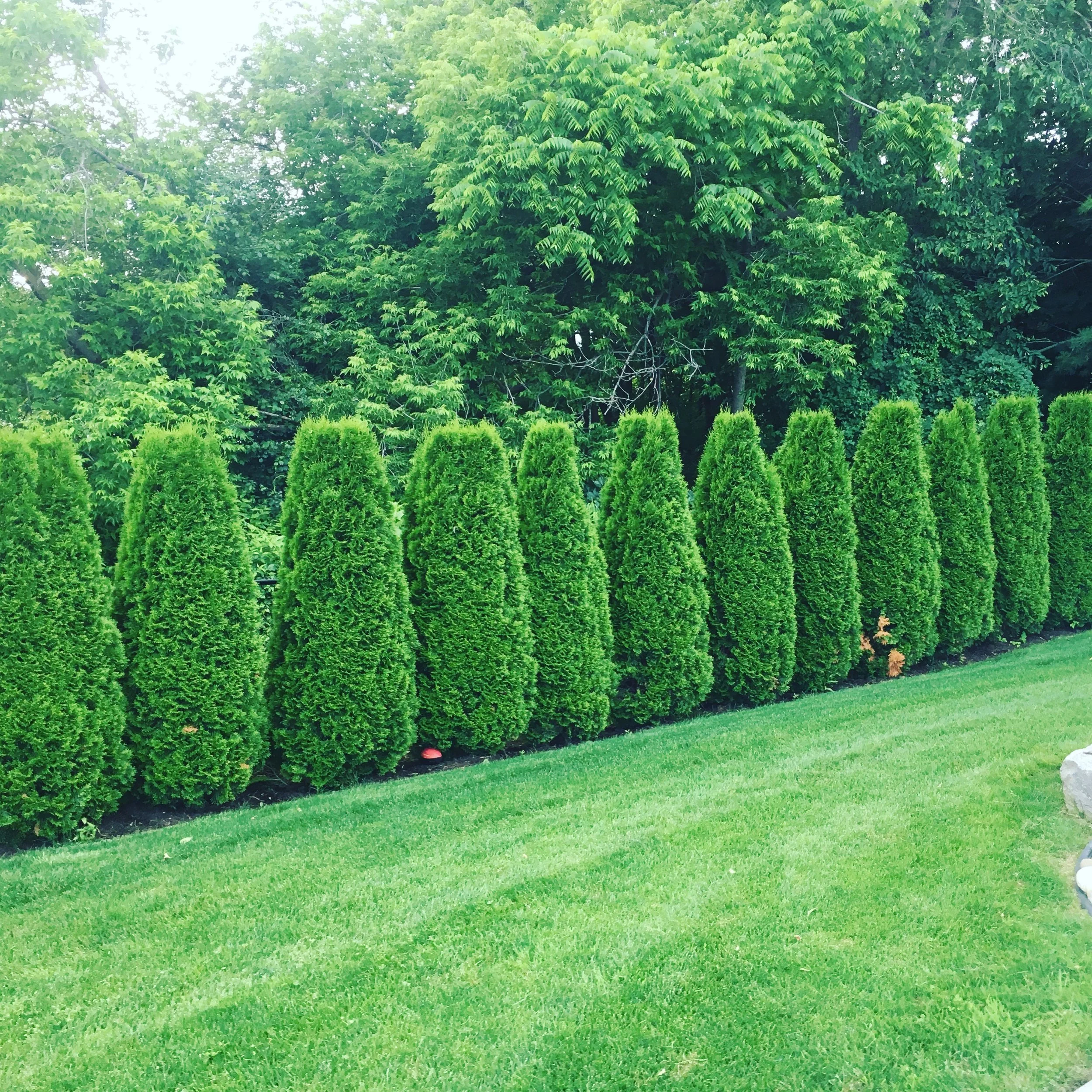 4C2FBD65-CE7F-4A8D-BB96-B2CB9BD4CD7D 2.JPG