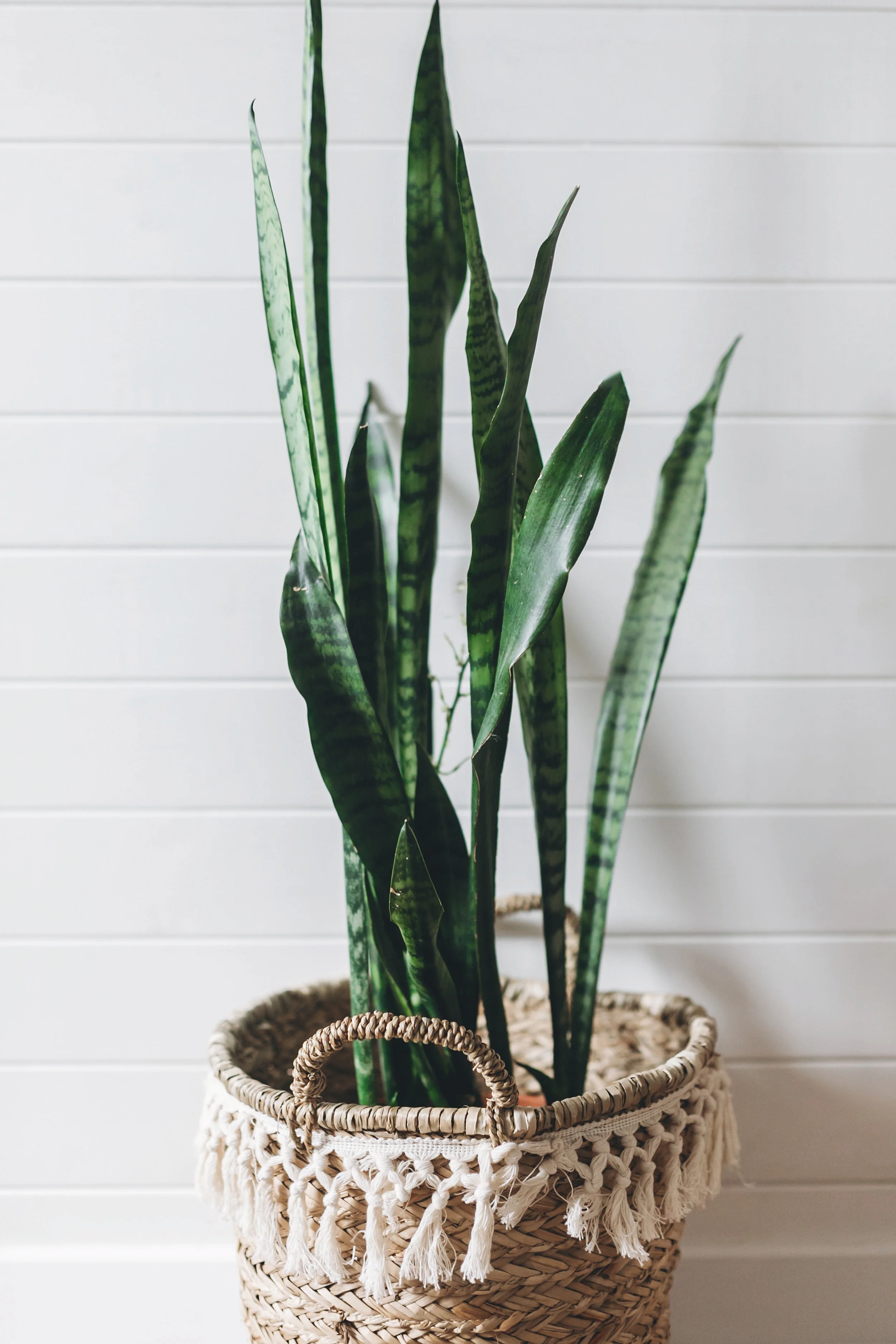 stylish-green-plant-sansevieria-in-straw-pot-on-ba-PKTKP5M.JPG