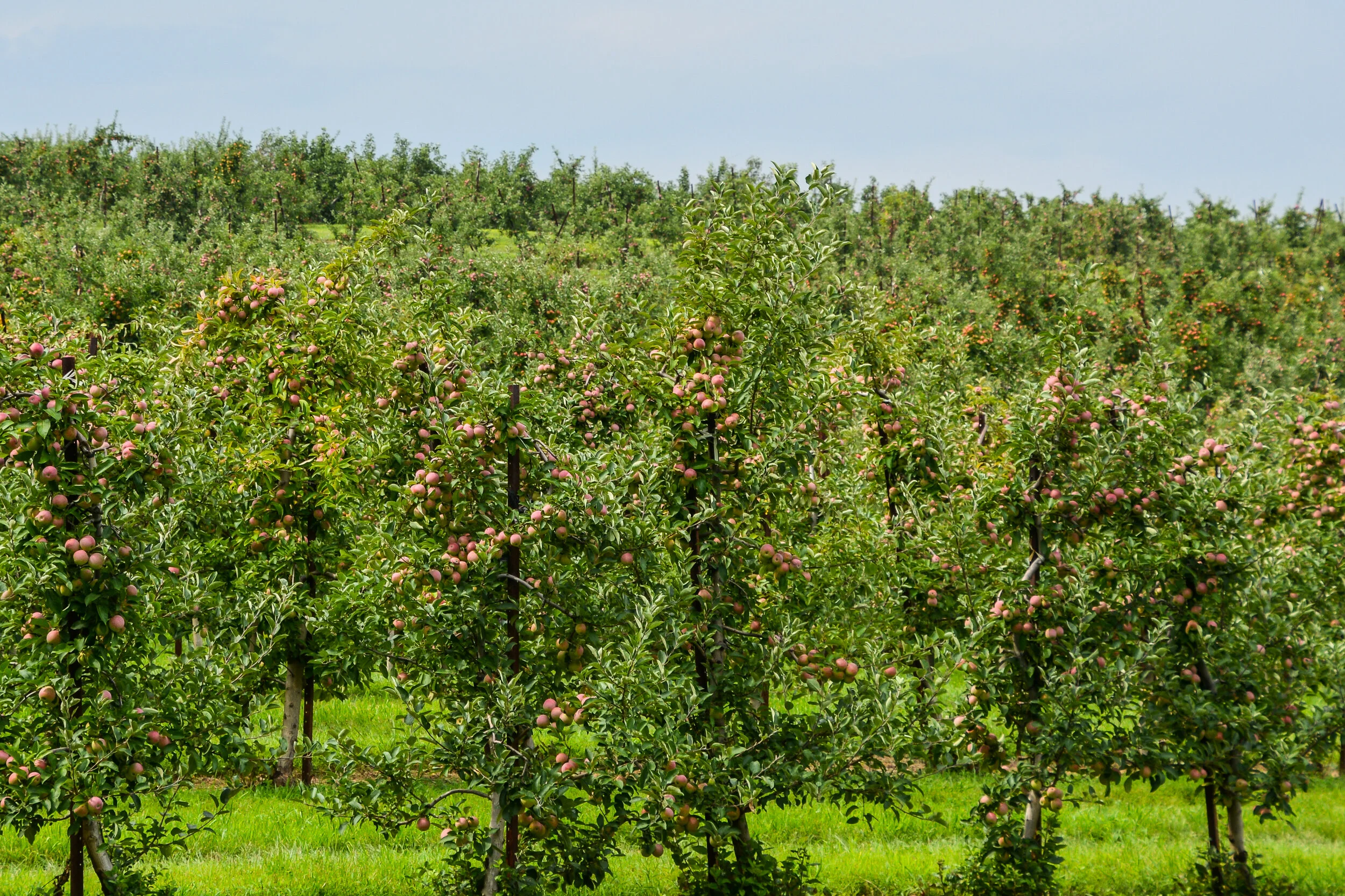 Blue Hills Orchard_Apple trees ZO.jpg
