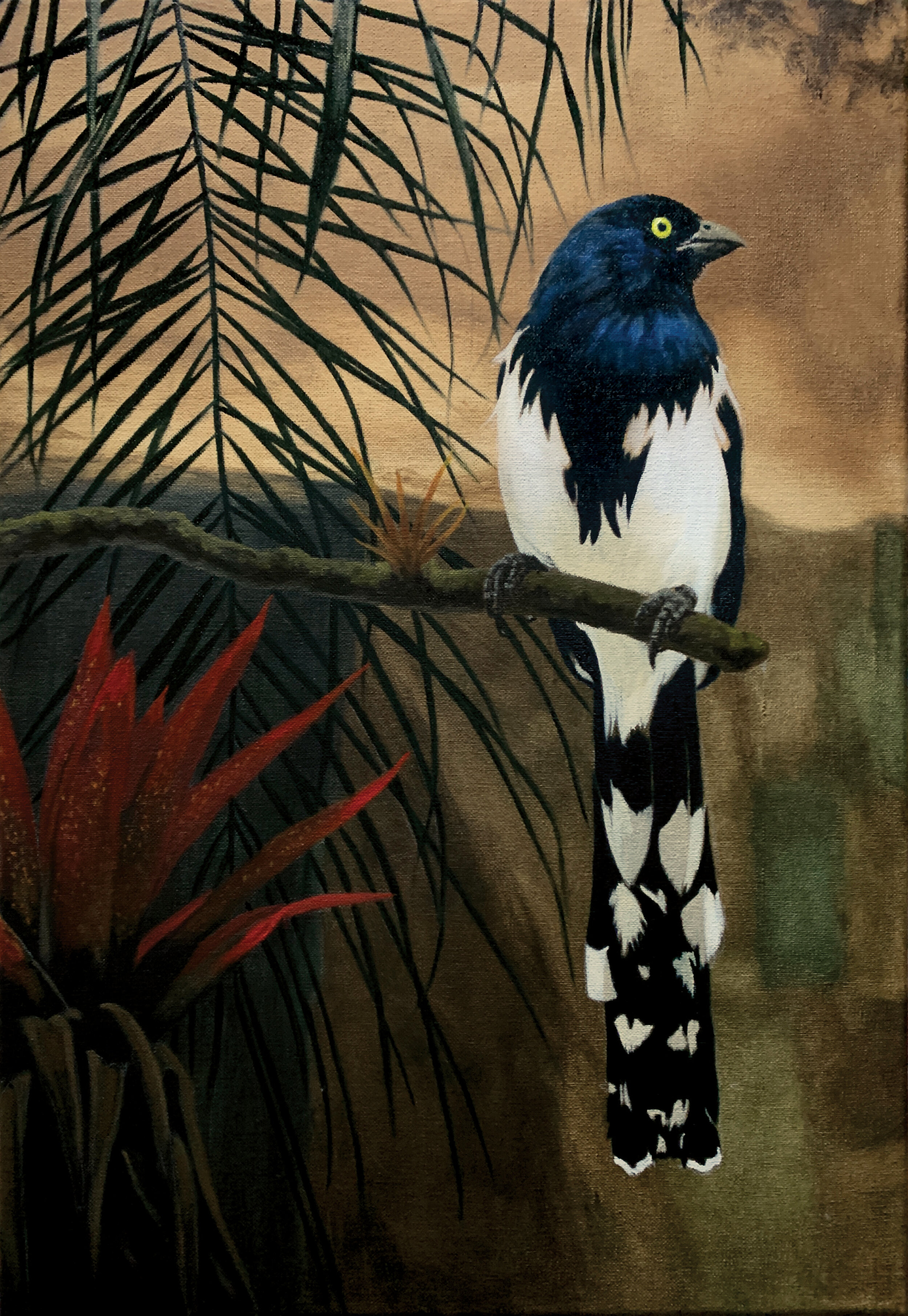 Tietinga (Magpie Tanager)