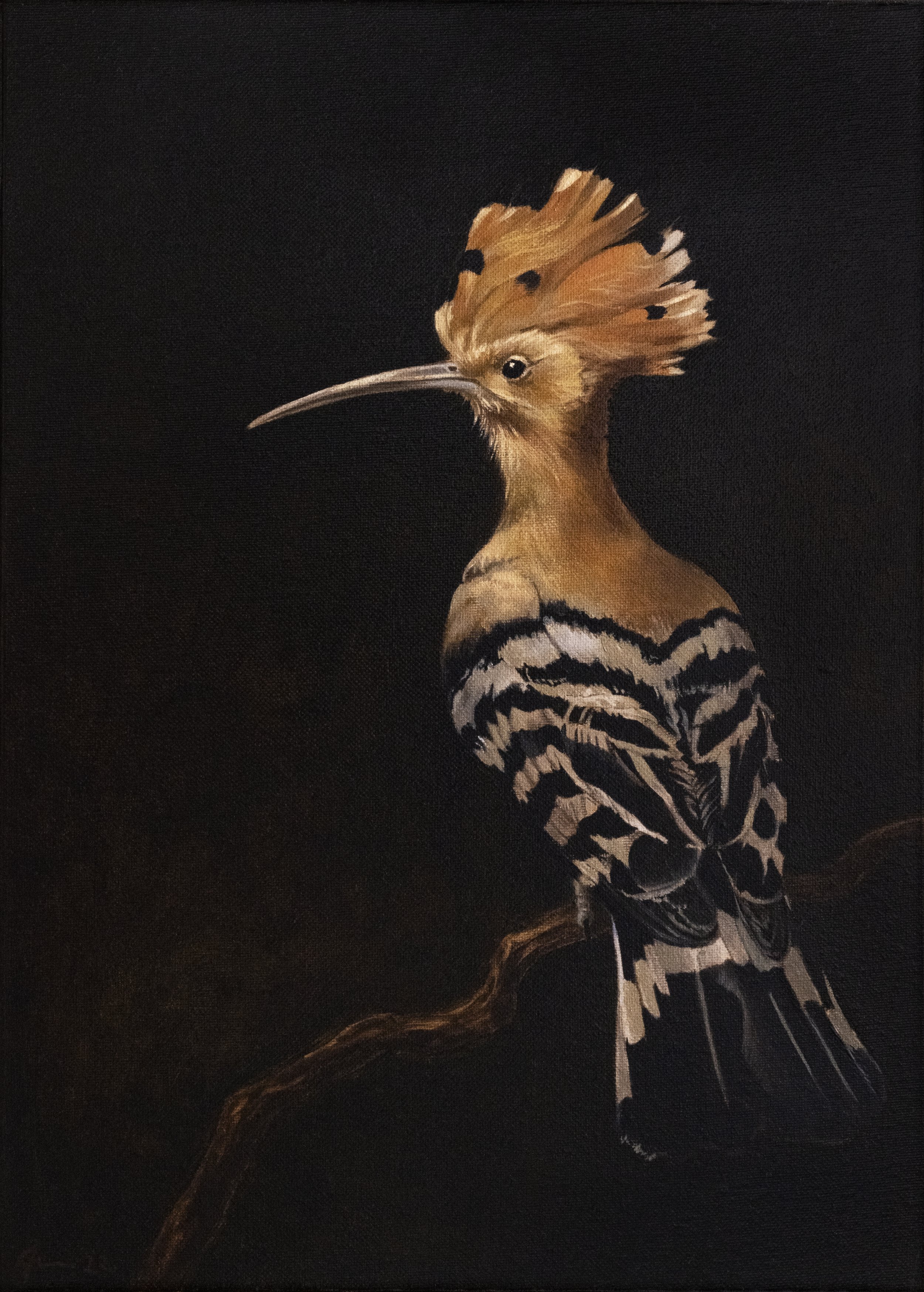 Hoopoe (Diptych Right Panel)