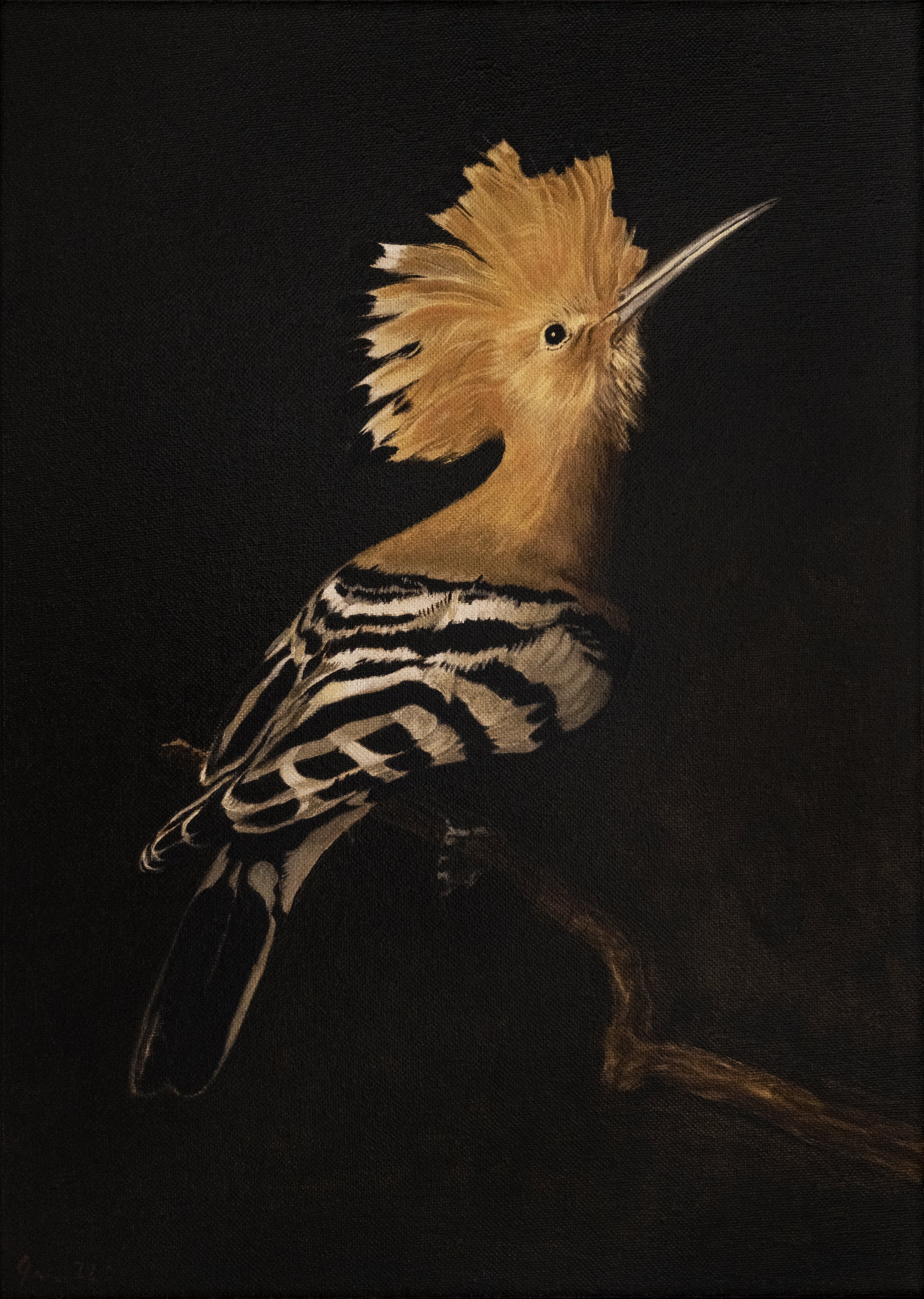 Hoopoe (Diptych Left Panel)