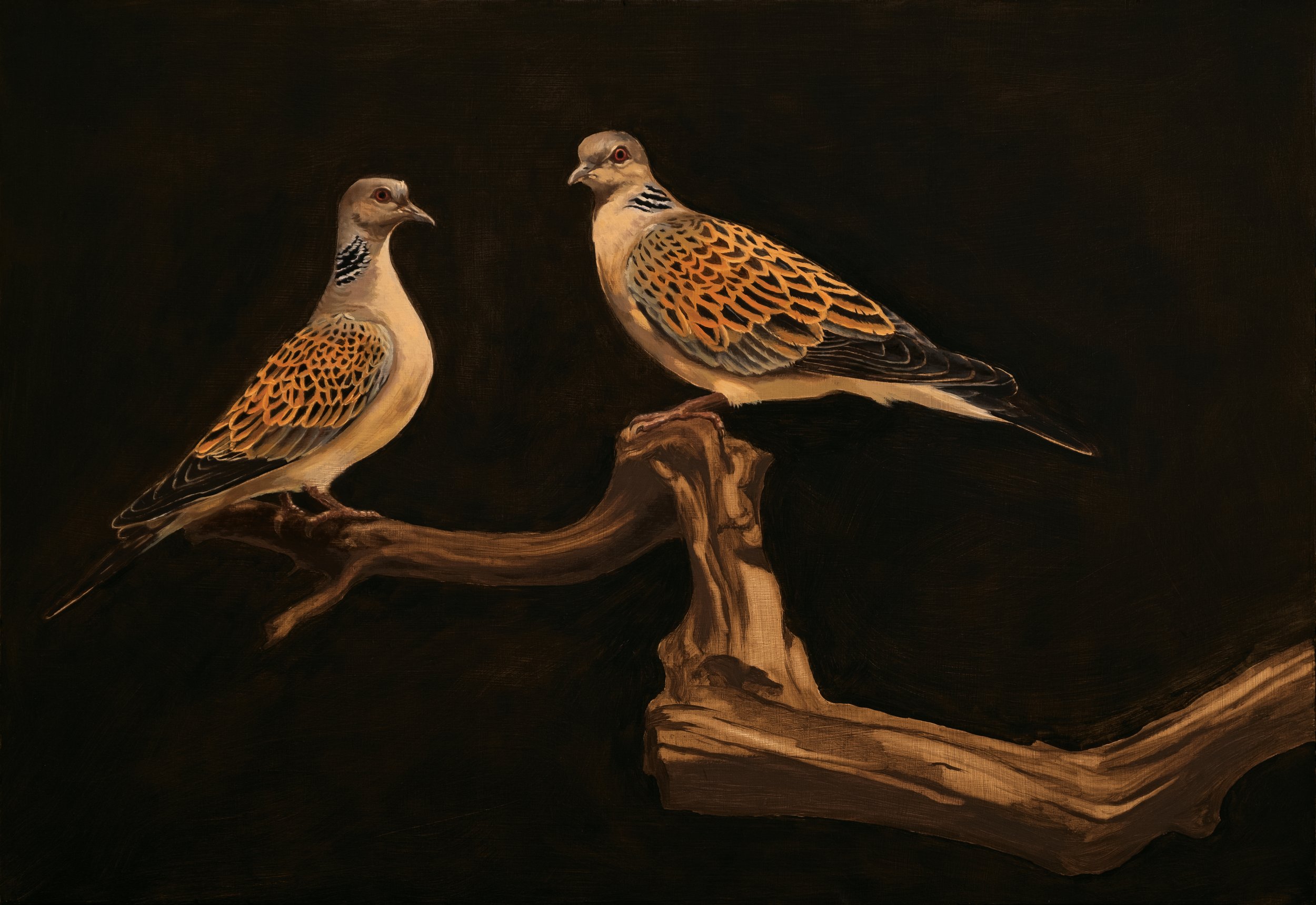 Turtle Doves