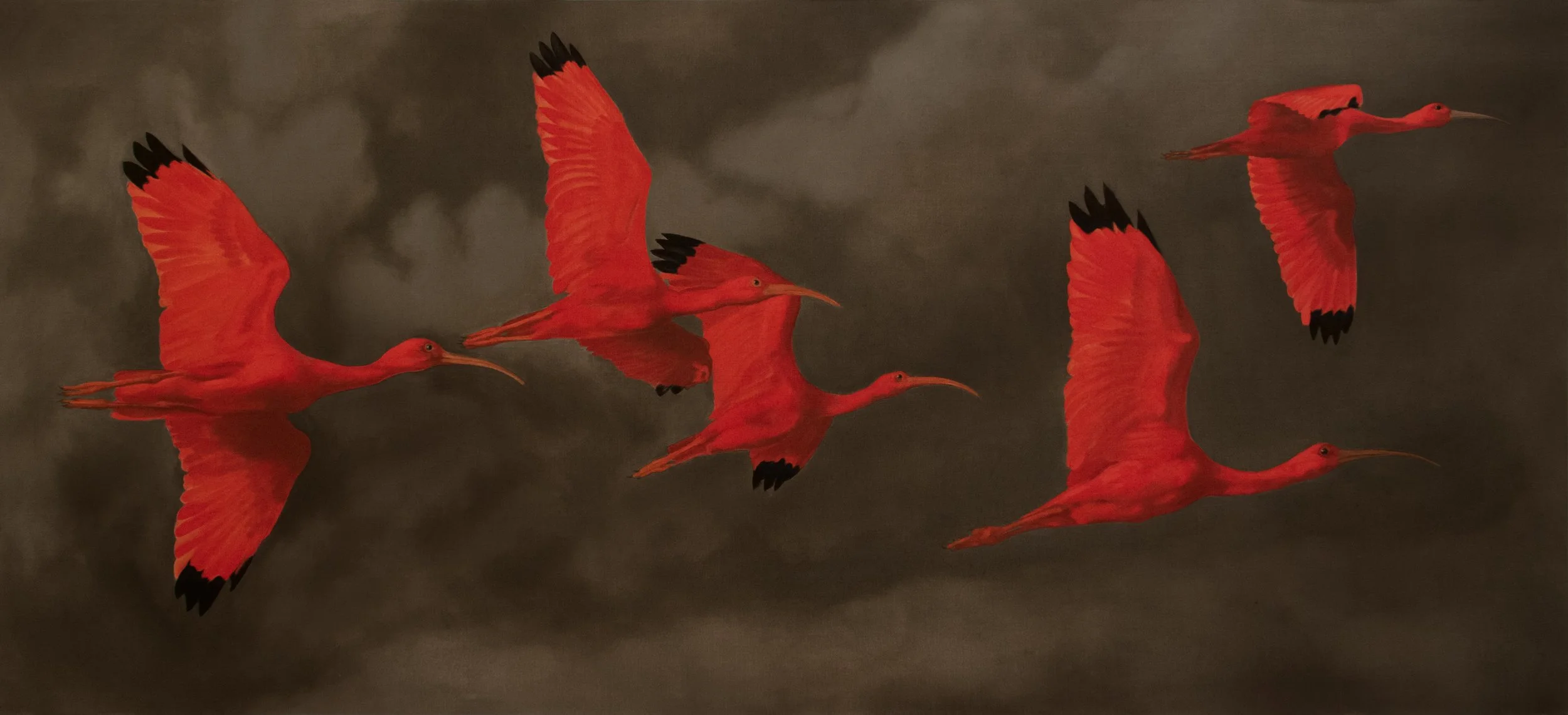Scarlet Ibis