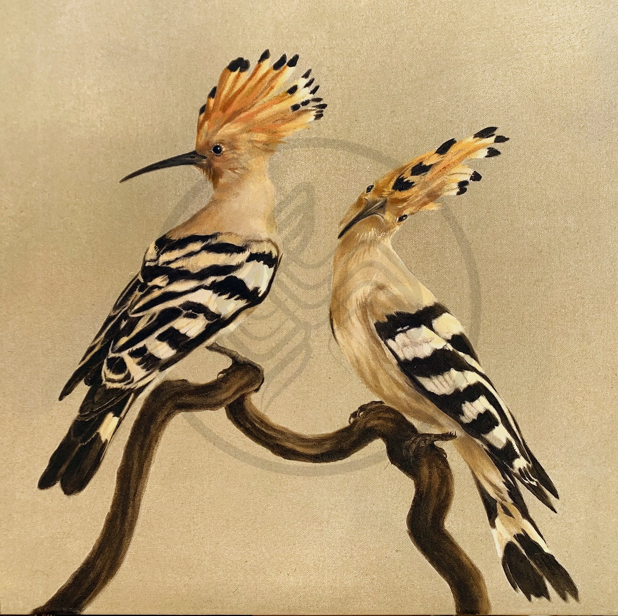 Hoopoe Square_Watermarked.jpg