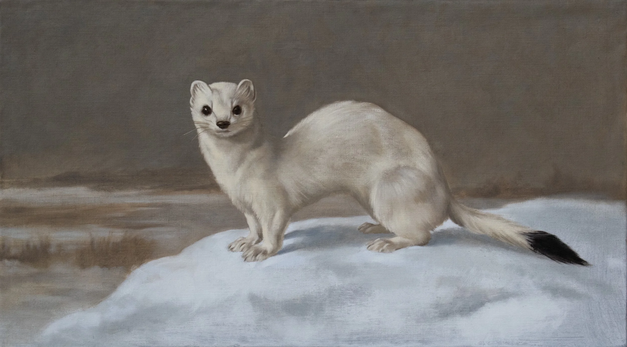 FCN_Ermine_01 copy.jpg