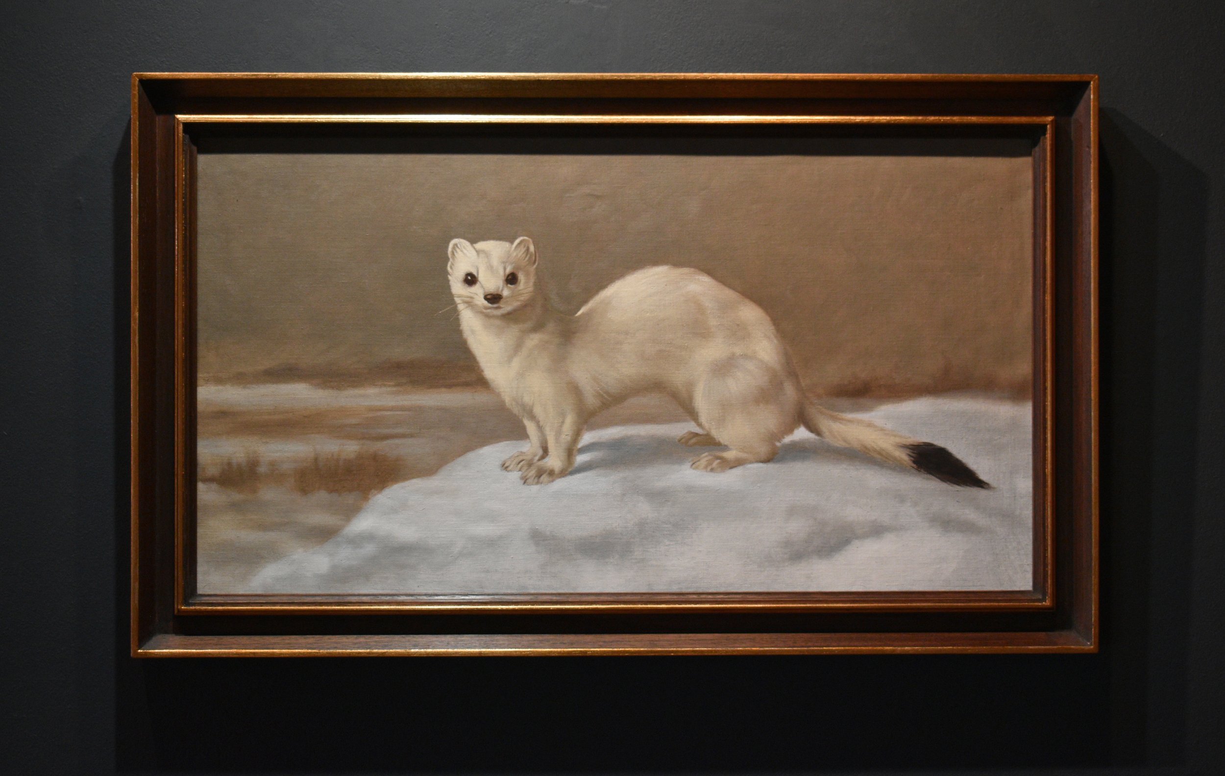 FCN_Ermine_Framed.jpg