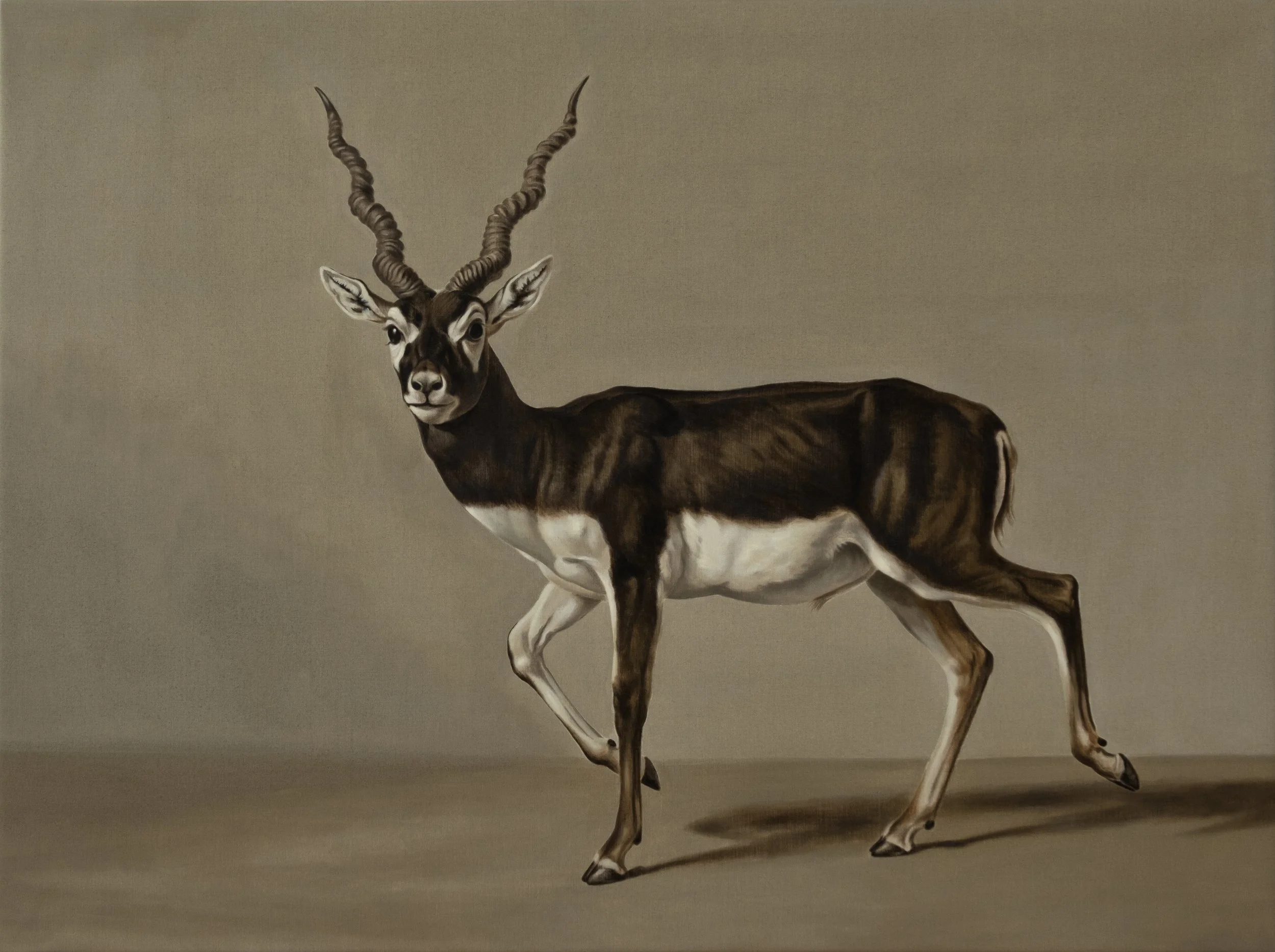 Blackbuck Fuji Master copy.jpg
