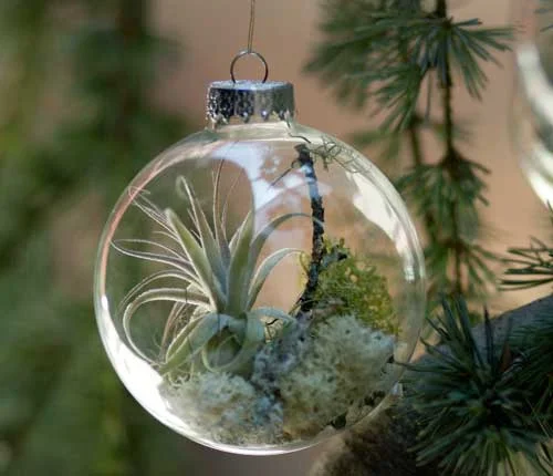A Terrarium "How To"