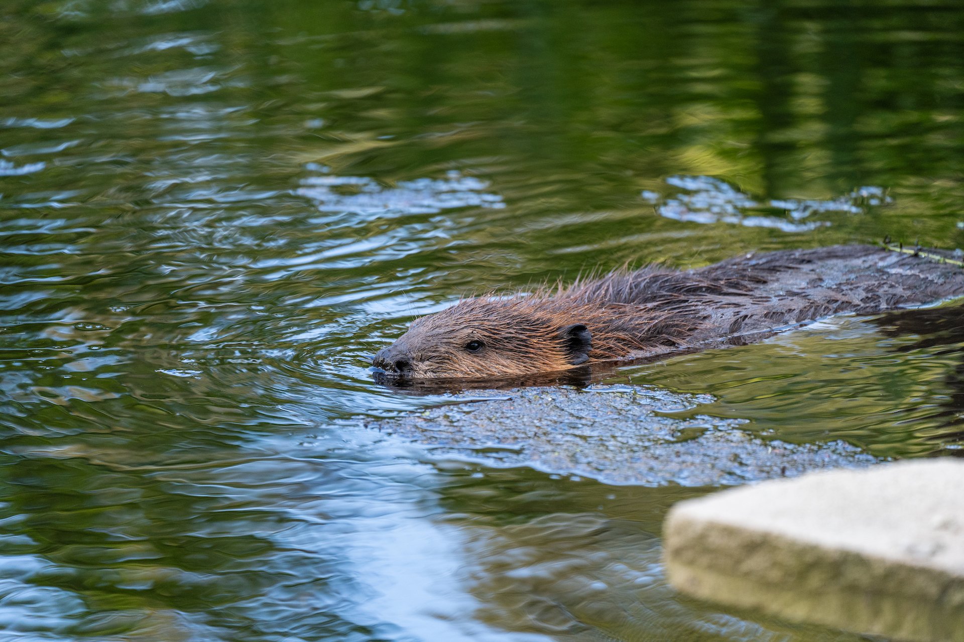 Cutthroat trout, kingfishers, frogs, otters, &amp; other wildlife