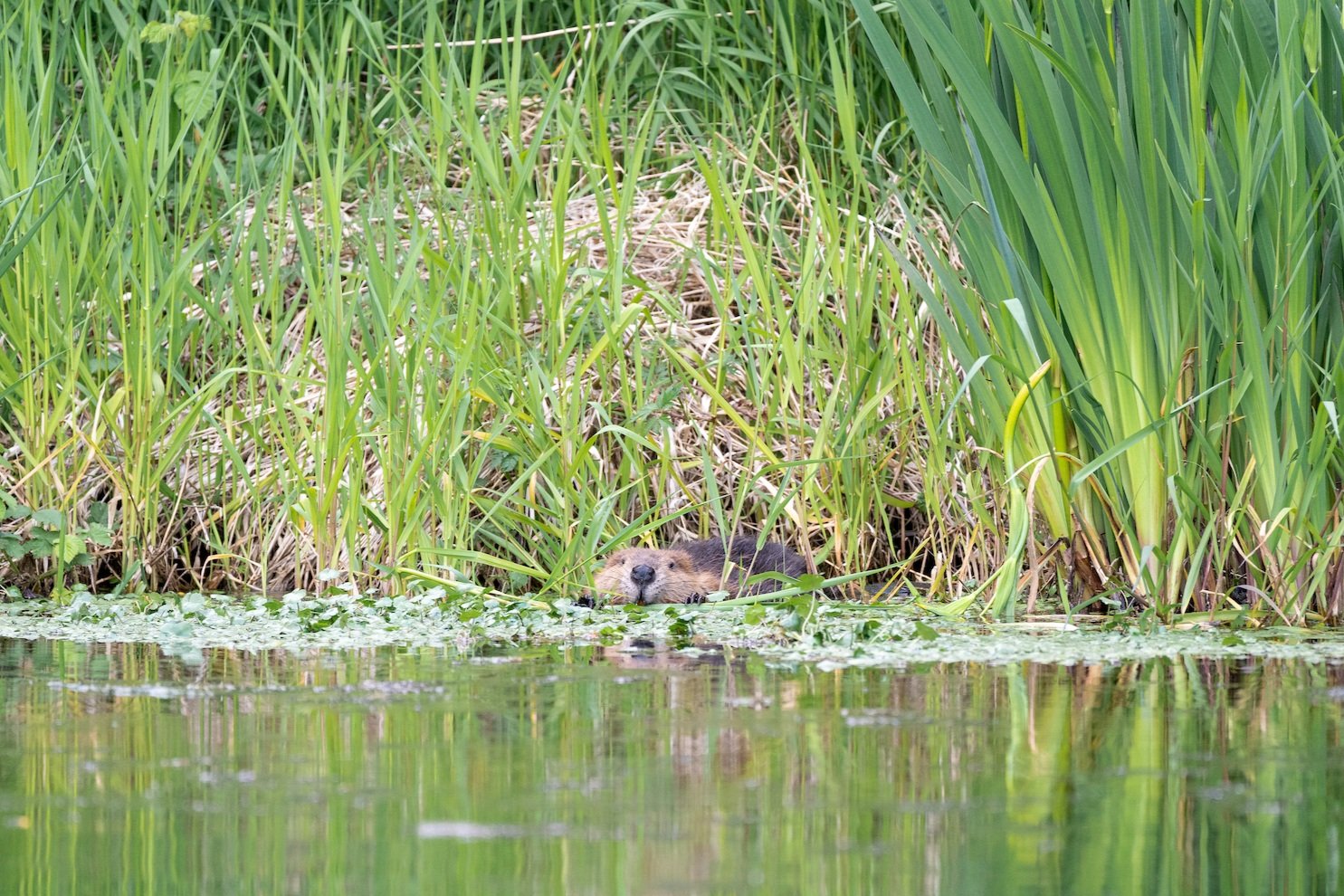 Beaver takes a dip