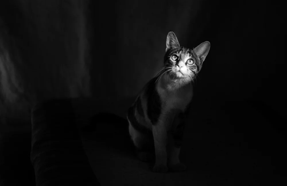 Contact 2 Black Creek Mobile Veterinary Services