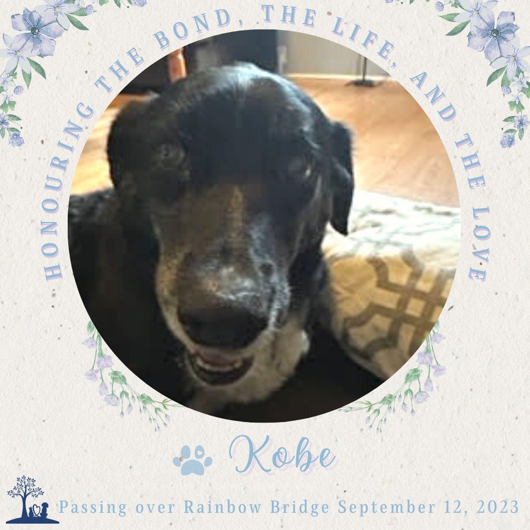 💙🐾🌈 Honouring Kobe 🌈🐾💙

January 15th, 2011 - September 12th, 2023

Our dear sweet Kobe, he is missed so very much. He was devoted, kind, &amp; loving. Kobe was always protective of us and very calm around all children, we never had to worry. In