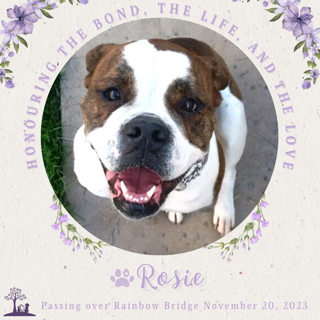 💜🐾🌈 Honouring Rosie 🌈🐾💜

November 11th, 2010 ~ November 20th, 2023

&quot;A dog is the only thing on earth that loves you more than he loves himself.&quot;

💜The Palermo Family

For a beautiful collection of photos, see Rosie's full Tribute Pa
