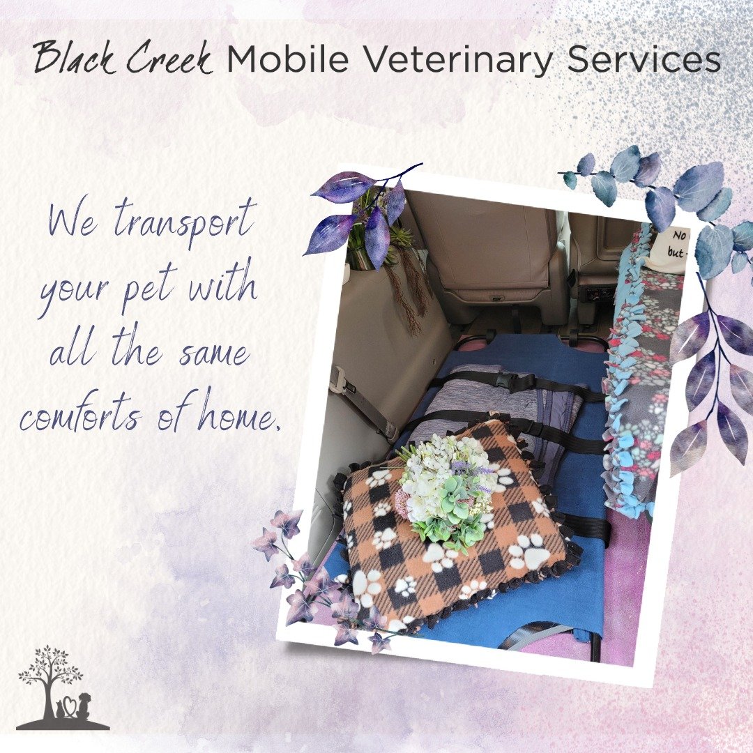 💜🌈🐾 In our hearts and in our van, we carry pets with utmost tenderness, providing a final farewell journey filled with warmth and care. 

Cushioned with compassion and wrapped in love, your pets' final moments are as cozy as can be. We respectfull
