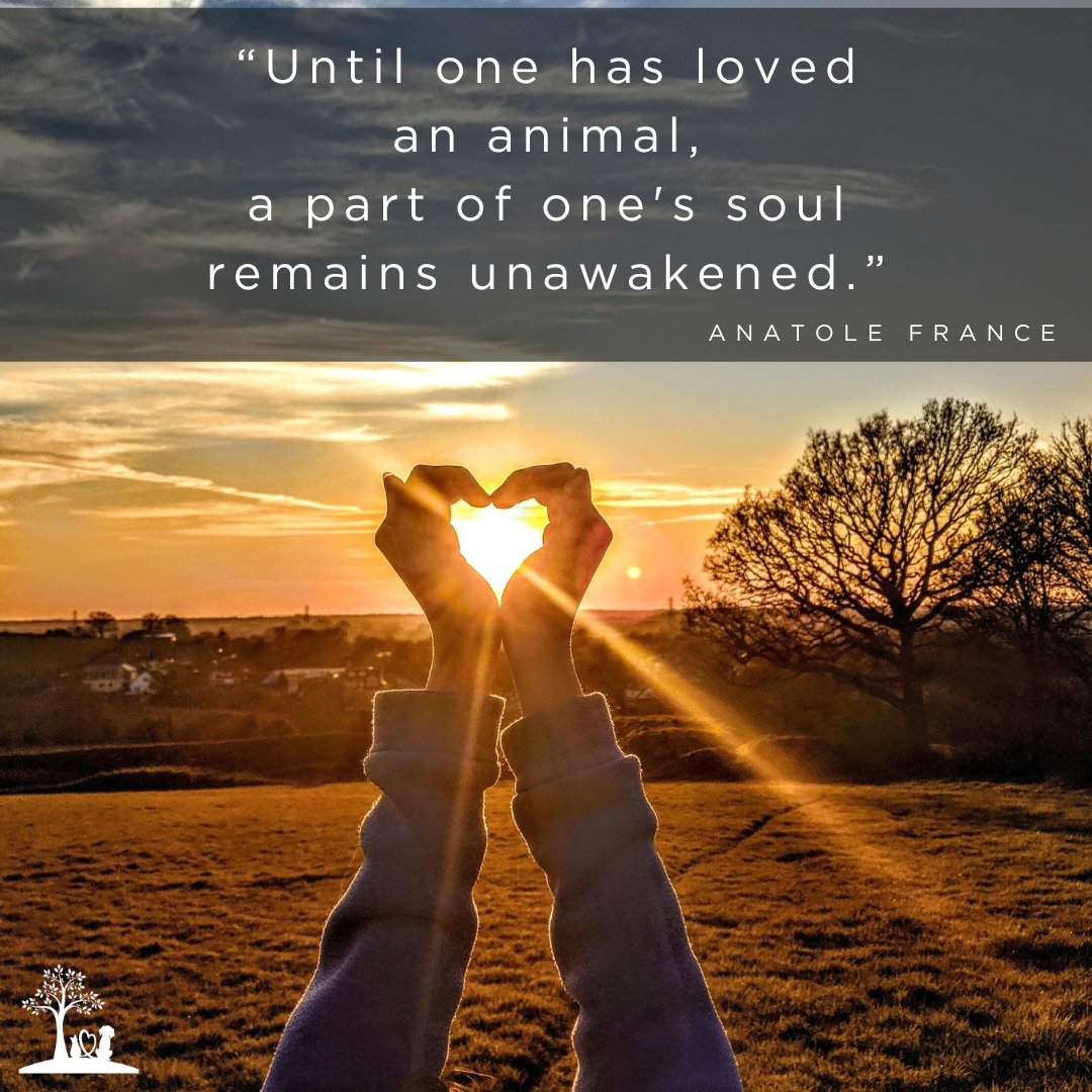 Have you ever had a Soul Pet?

A soul pet, or sometimes called a Heart Pet, is the pet that you have an almost otherworldly connection with; that you bond with at a deeper level than other pets; that you feel a spiritual connection with. We think the