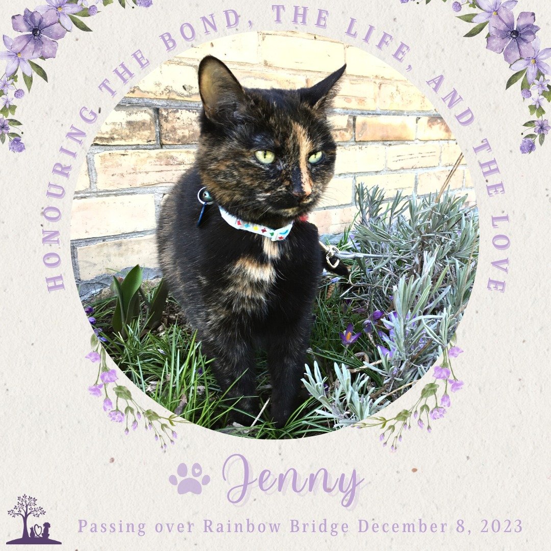 💜🐾🌈 Honouring Jenny 🌈🐾💜

August 11, 2006 - December 8, 2023

We found our beloved cat Jenny at the SPCA when our daughter Clara was 7. She and Jenny became fast friends and formed a tight bond. Once Mom and Dad were empty nesters that bond tran