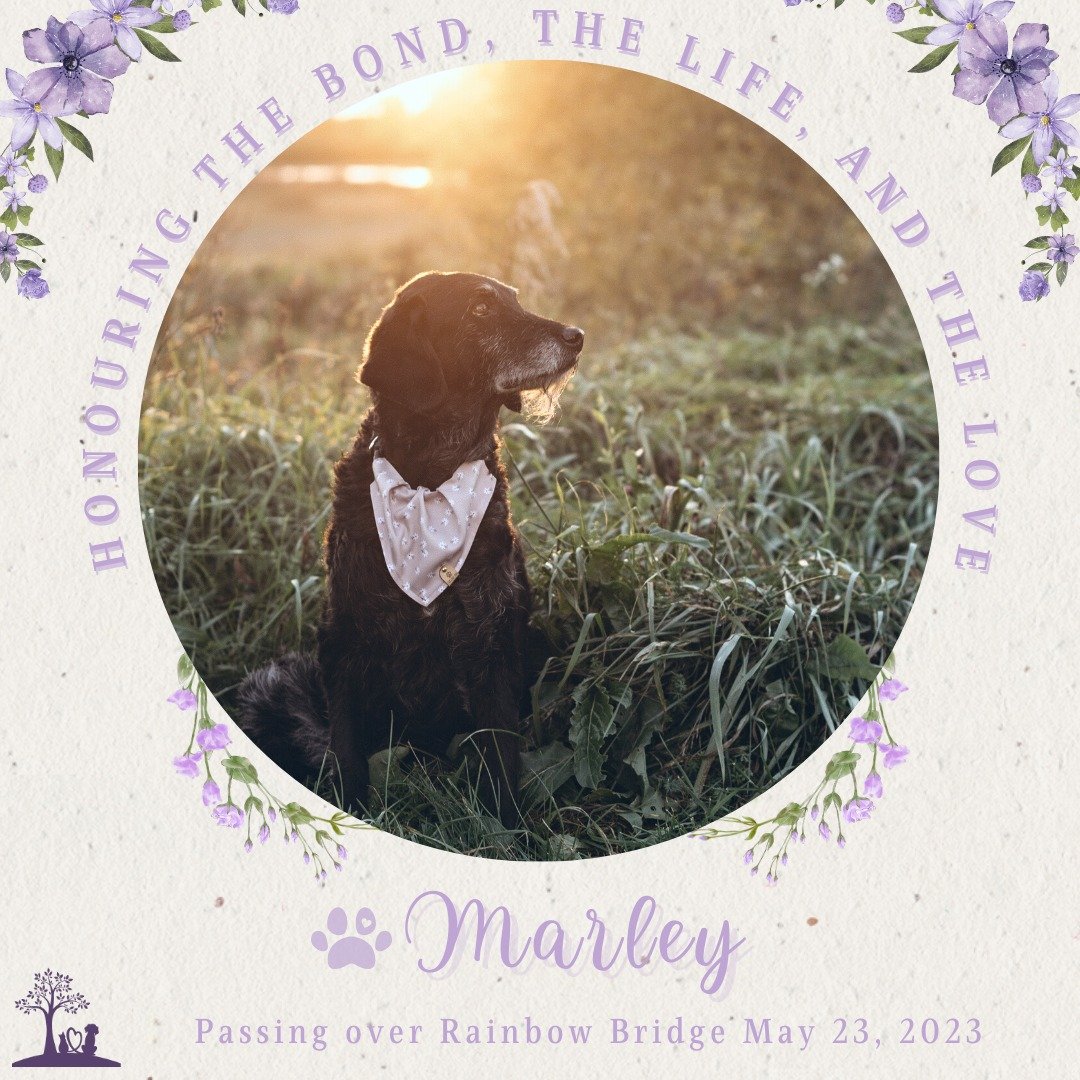 🐾💜🌈 Honouring Marley 🌈💜🐾

2008 - May 23rd 2023

To love a dog like you makes our hearts bigger. We have more capacity to love, not only you, but everyone. Loving you gave us a whole lifetime's worth of joy packed into 15 years. In such a short 