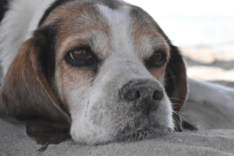 DSC_0251.jpeg