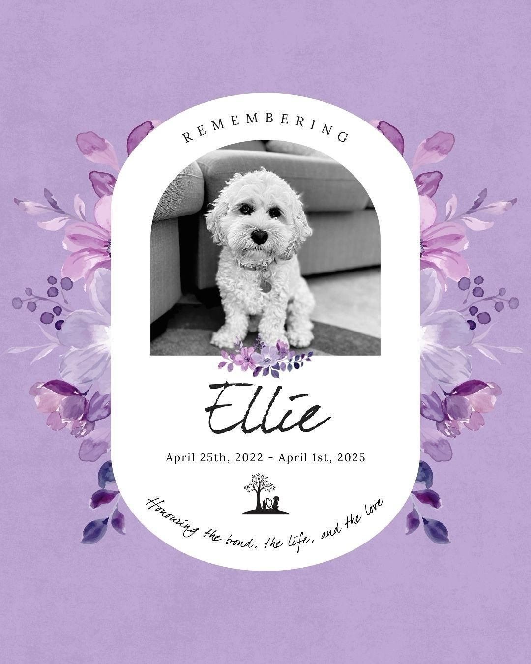 #TributeThursday Honouring Ellie 🩷🐾

April 25th, 2022 &mdash; April 1st, 2025 

&ldquo;During her short but beautifully impactful life, Ellie could light up the face of every person she met in an instant. Ellie was a familiar face at Community Livi