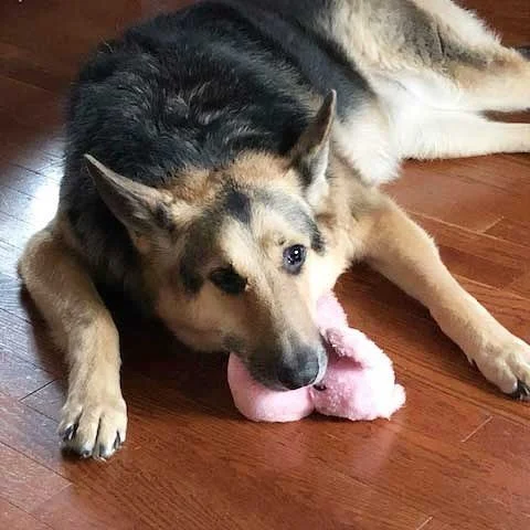 𝓕𝓪𝓻𝓵𝓮𝔂 𝓕𝓮𝓪𝓽𝓾𝓻𝓮 

Visit the link below to read a beautiful blog post written by the Farley Foundation, honouring Lexi &amp; her heartwarming story. 💜🐾

https://www.farleyfoundation.org/who-we-help-lexxis-story/

Here at Black Creek, we&