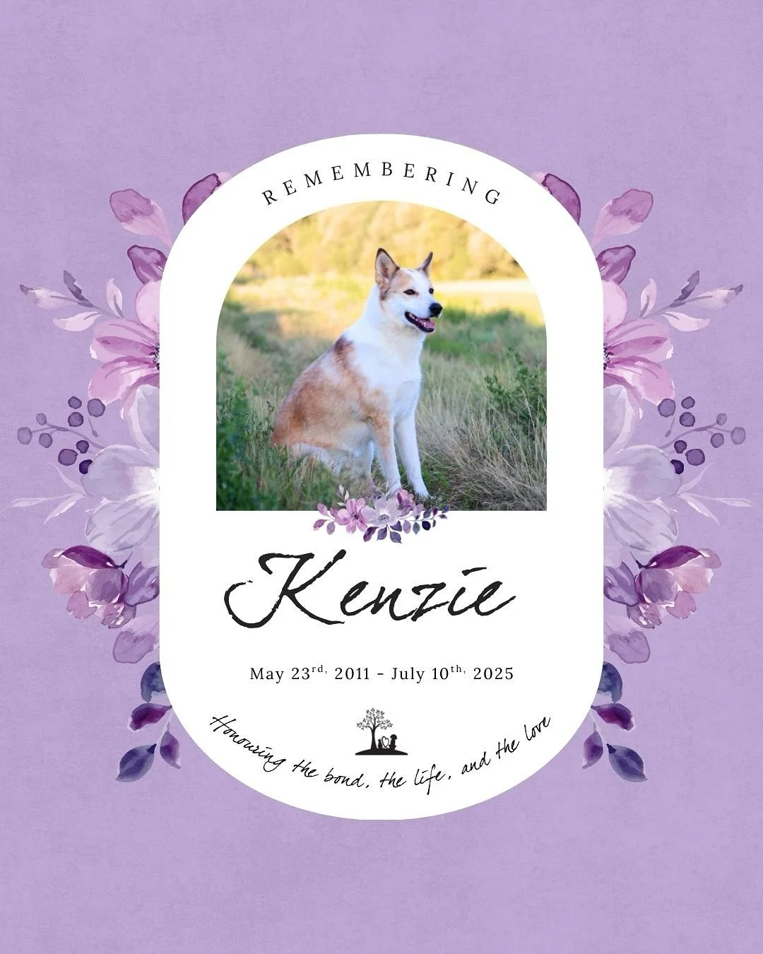 #TributeThursday honouring Kenzie 💜🐾

May 23rd, 2011 - July 10th, 2025

&ldquo;𝗜𝗻 𝗟𝗼𝘃𝗶𝗻𝗴 𝗠𝗲𝗺𝗼𝗿𝘆 𝗼𝗳 𝗞𝗲𝗻𝘇𝗶𝗲 One in a million. One of a kind.

Kenzie wasn&rsquo;t just a dog. She was 𝘮𝘺 𝘨𝘪𝘳𝘭 &mdash;my shadow, my comfort, my